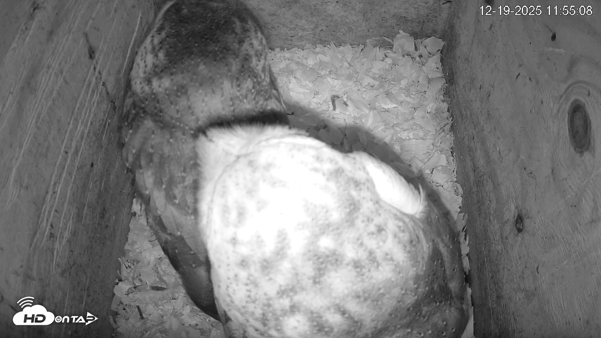Snapshot of North Carolina Barn Owls Live Cam taken Dec 19, 2025, 11:55am EST