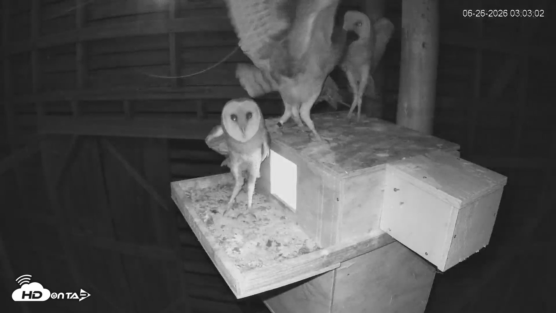 Snapshot of North Carolina Barn Owls Live Cam taken Jun 26, 2026, 3:05am EDT
