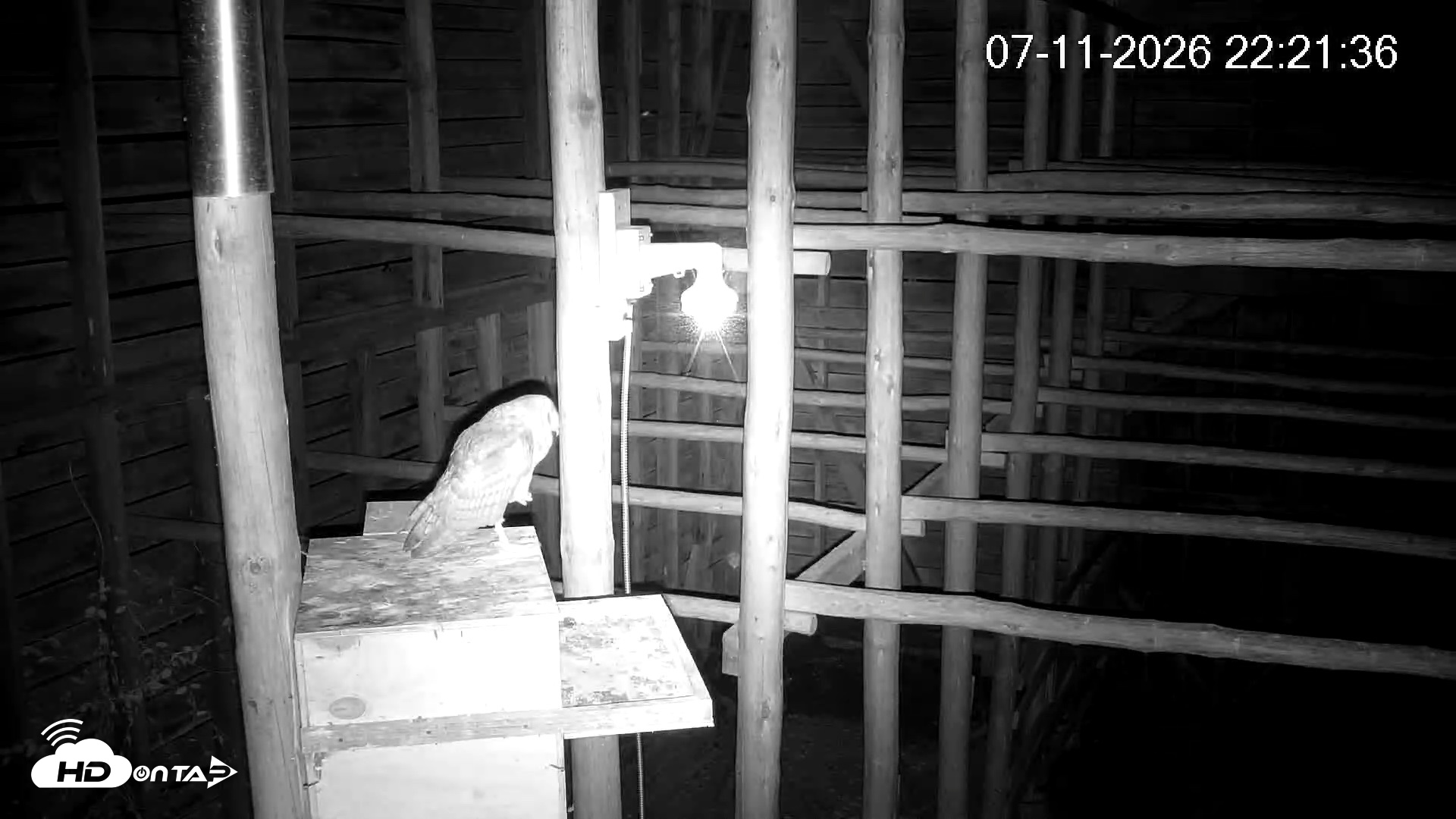 Snapshot of North Carolina Barn Owls Live Cam taken Jul 11, 2026, 10:22pm EDT