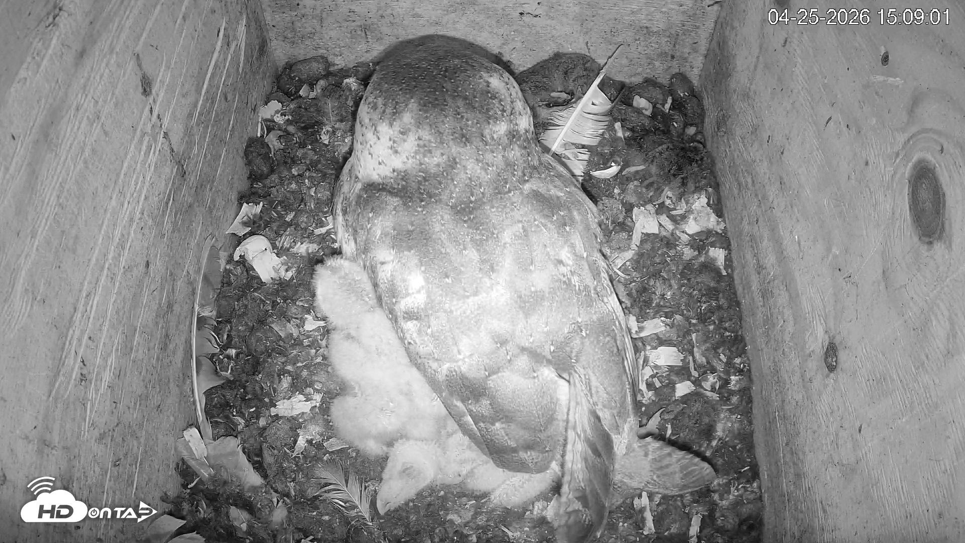 Snapshot of North Carolina Barn Owls Live Cam taken Apr 25, 2026, 3:09pm EDT