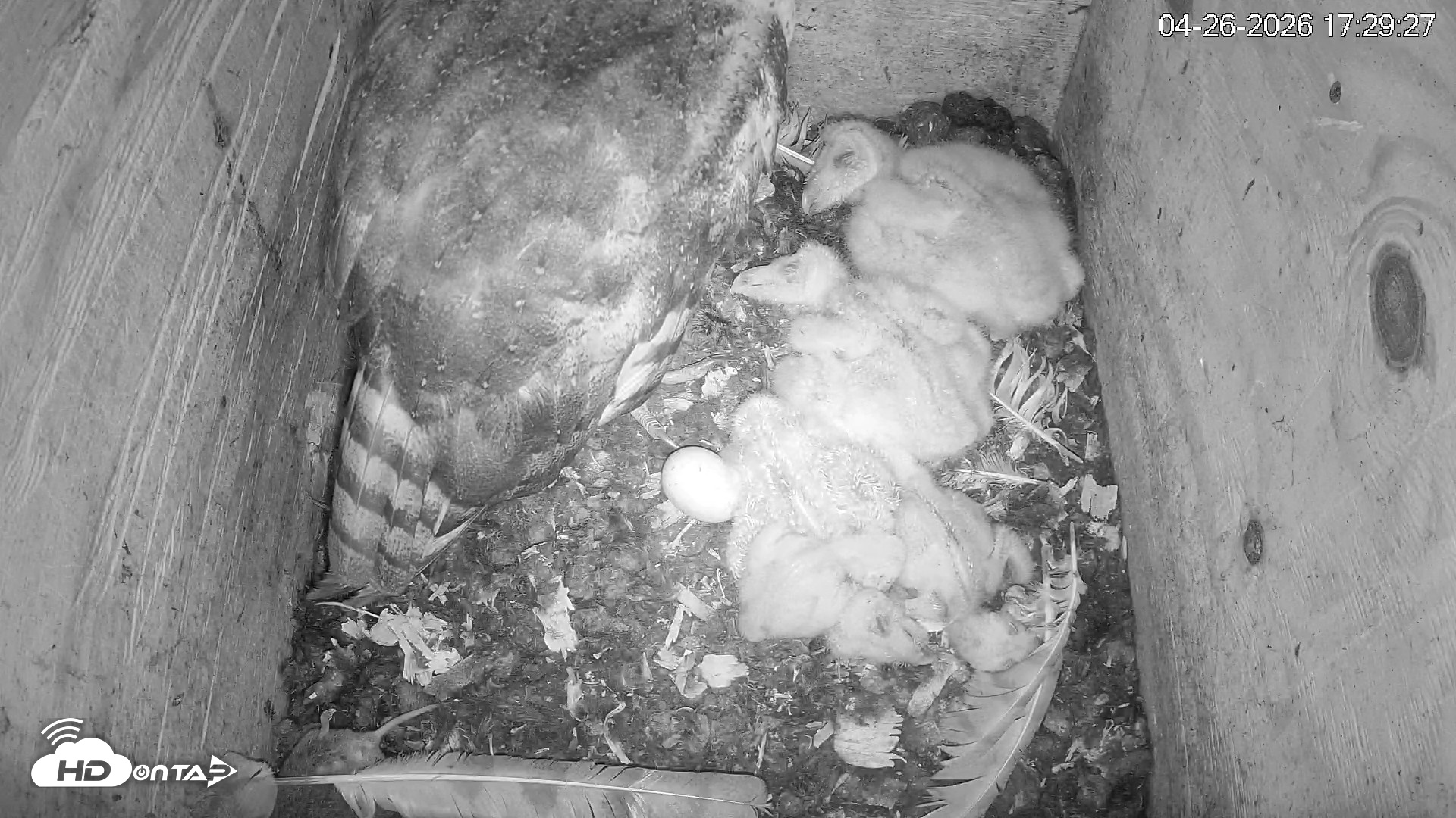 Snapshot of North Carolina Barn Owls Live Cam taken Apr 26, 2026, 5:30pm EDT