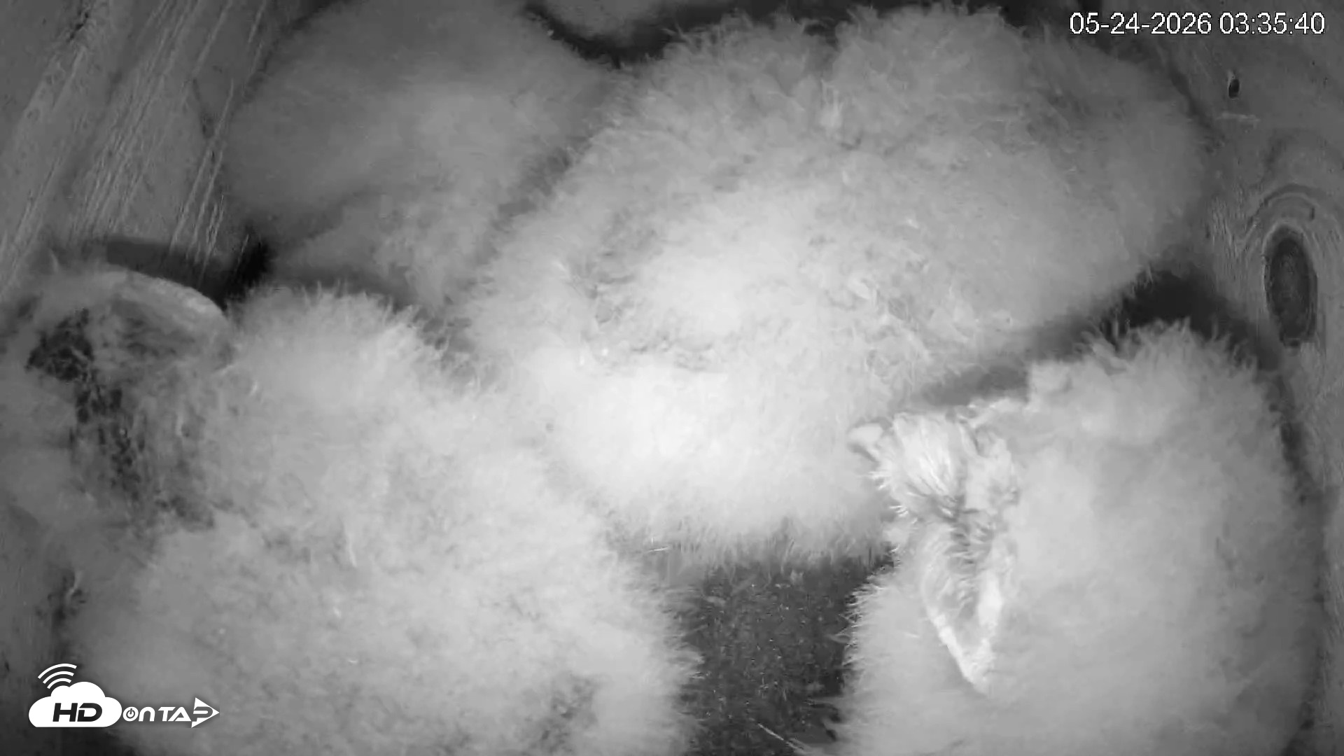 Snapshot of North Carolina Barn Owls Live Cam taken May 24, 2026, 3:36am EDT