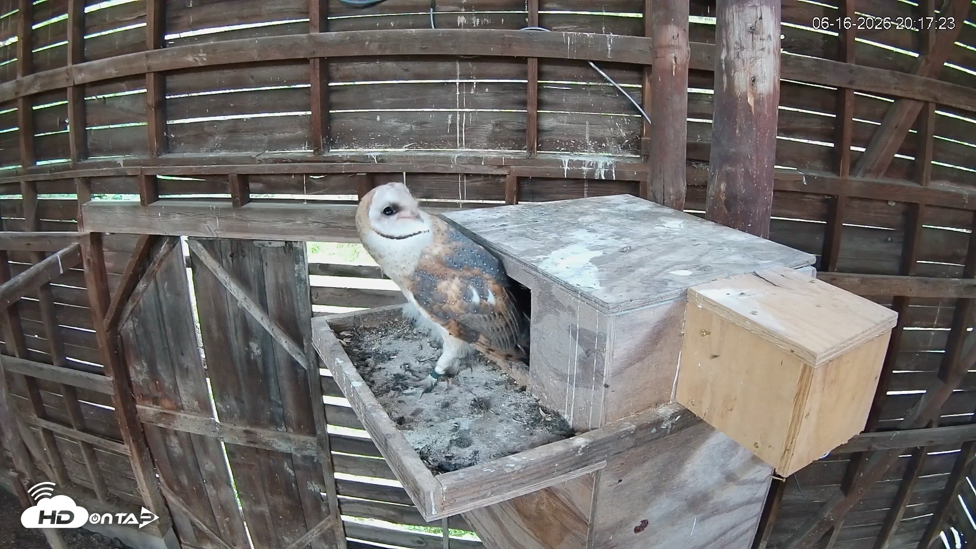 Snapshot of North Carolina Barn Owls Live Cam taken Jun 16, 2026, 8:18pm EDT