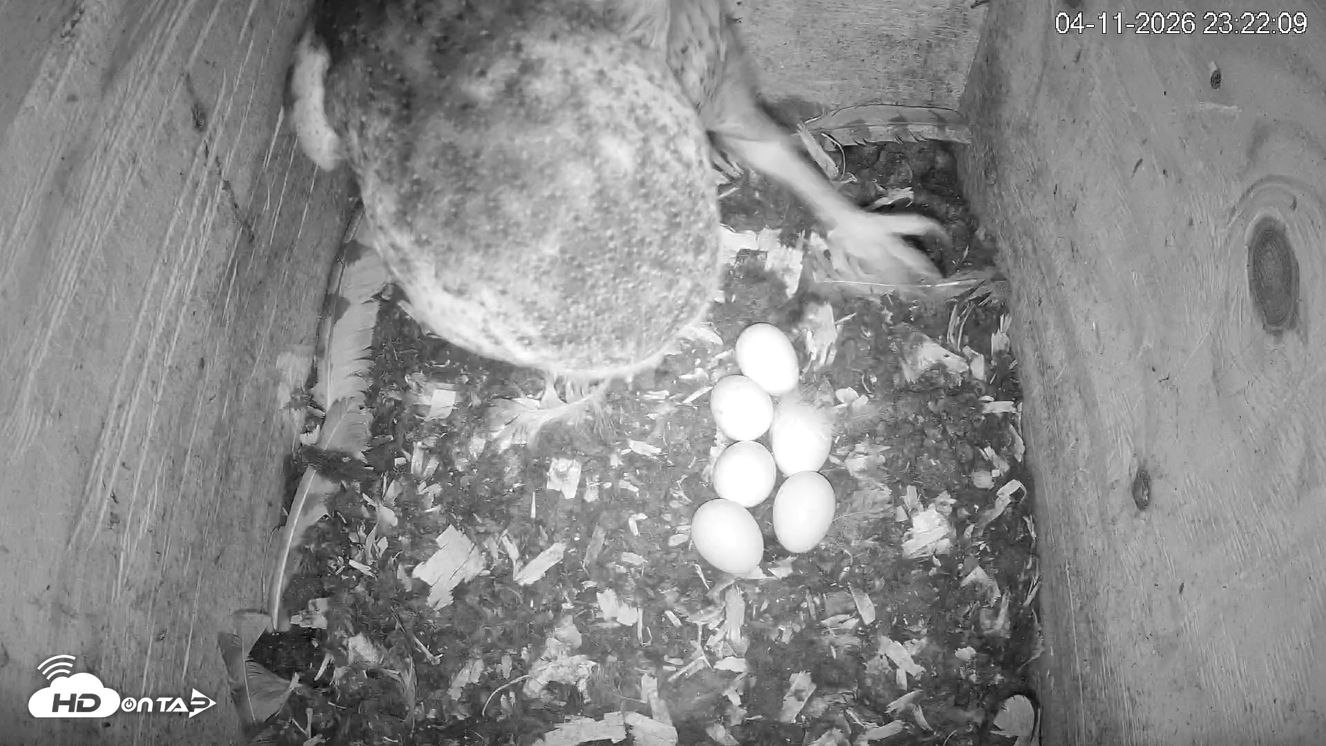 Snapshot of North Carolina Barn Owls Live Cam taken Apr 11, 2026, 11:23pm EDT