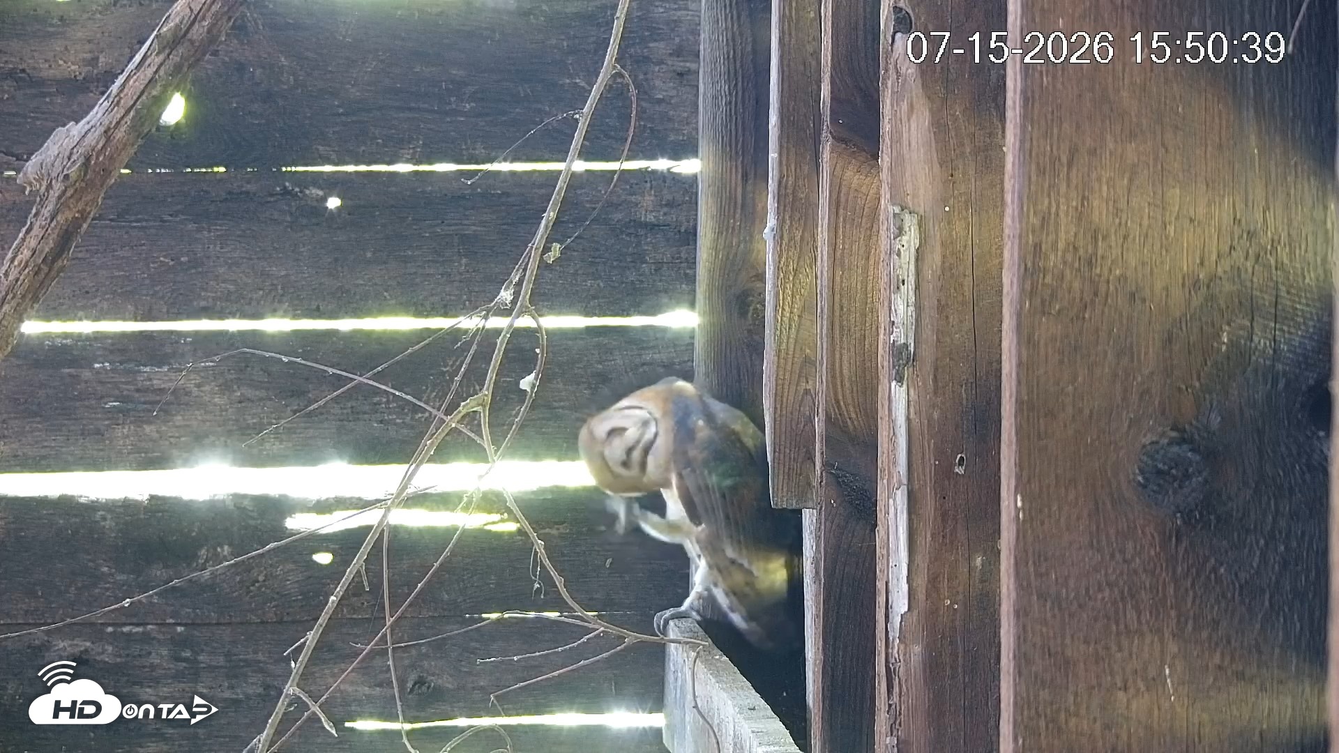 Snapshot of North Carolina Barn Owls Live Cam taken Jul 15, 2026, 3:51pm EDT