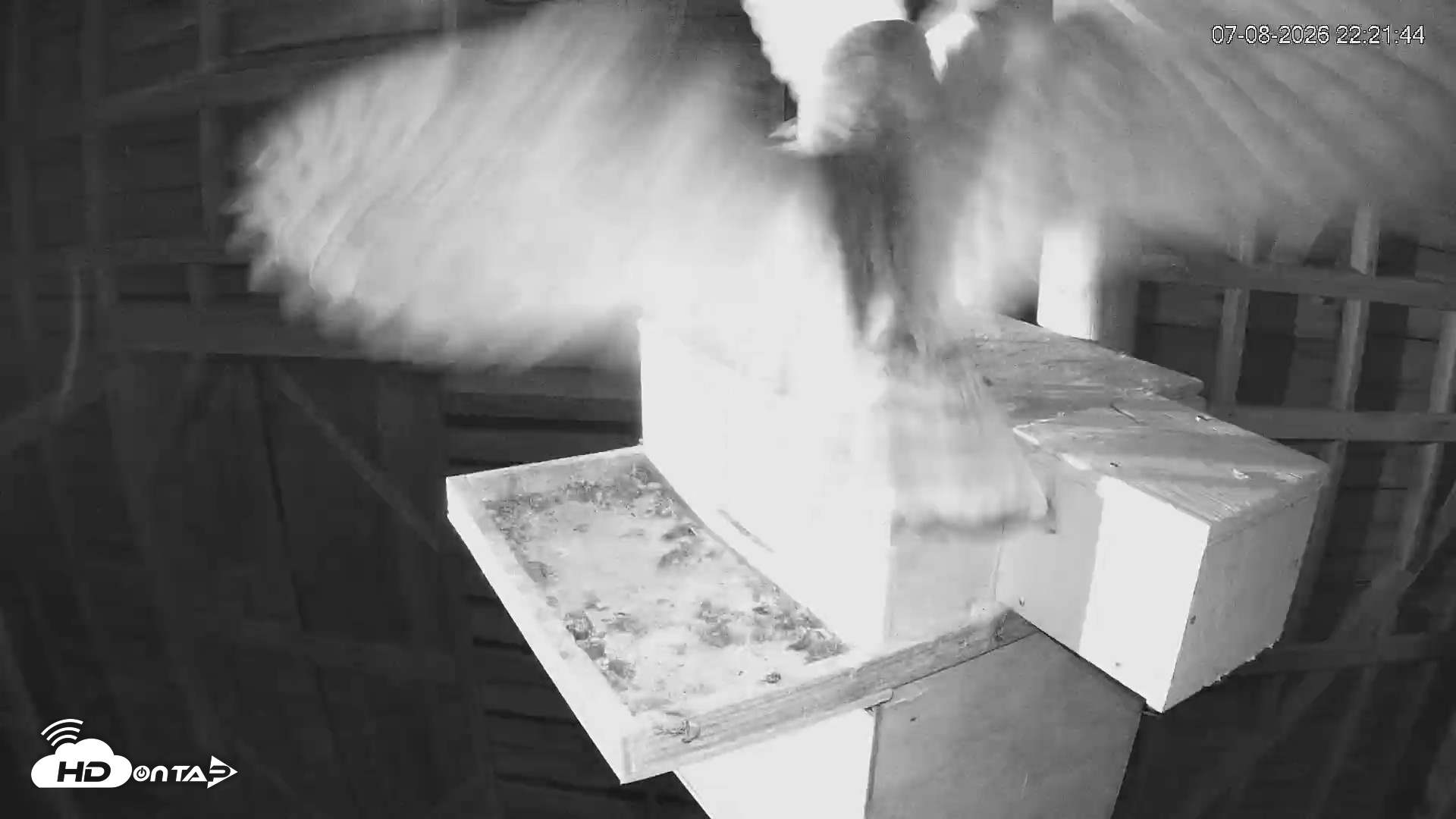 Snapshot of North Carolina Barn Owls Live Cam taken Jul 8, 2026, 10:22pm EDT