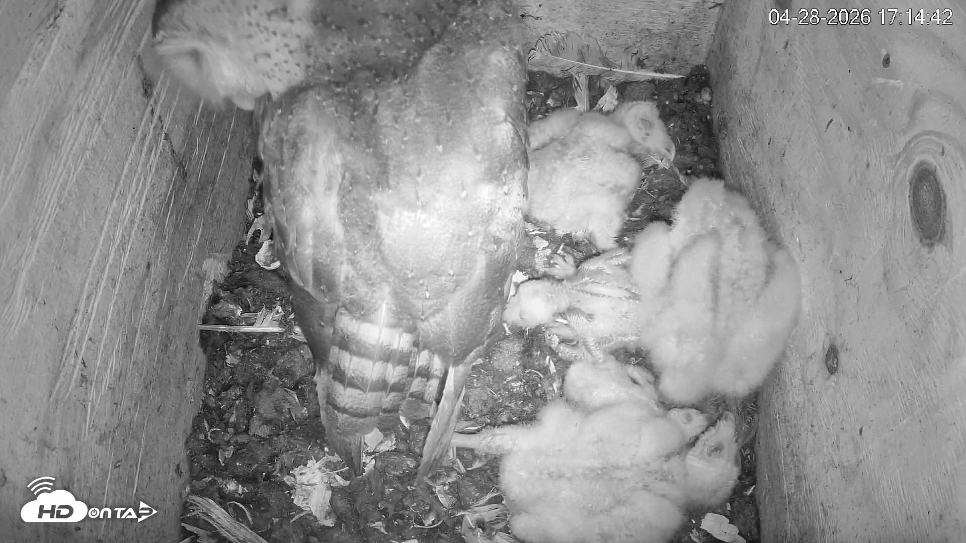 Snapshot of North Carolina Barn Owls Live Cam taken Apr 28, 2026, 5:15pm EDT