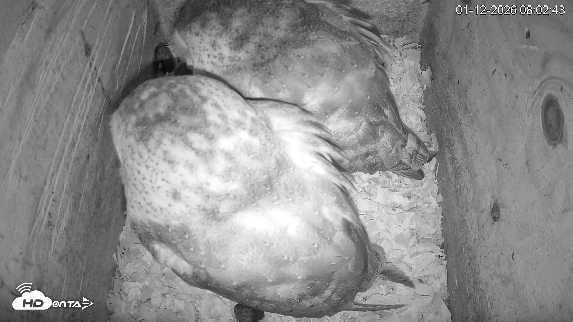 Snapshot of North Carolina Barn Owls Live Cam taken Jan 12, 2026, 8:03am EST
