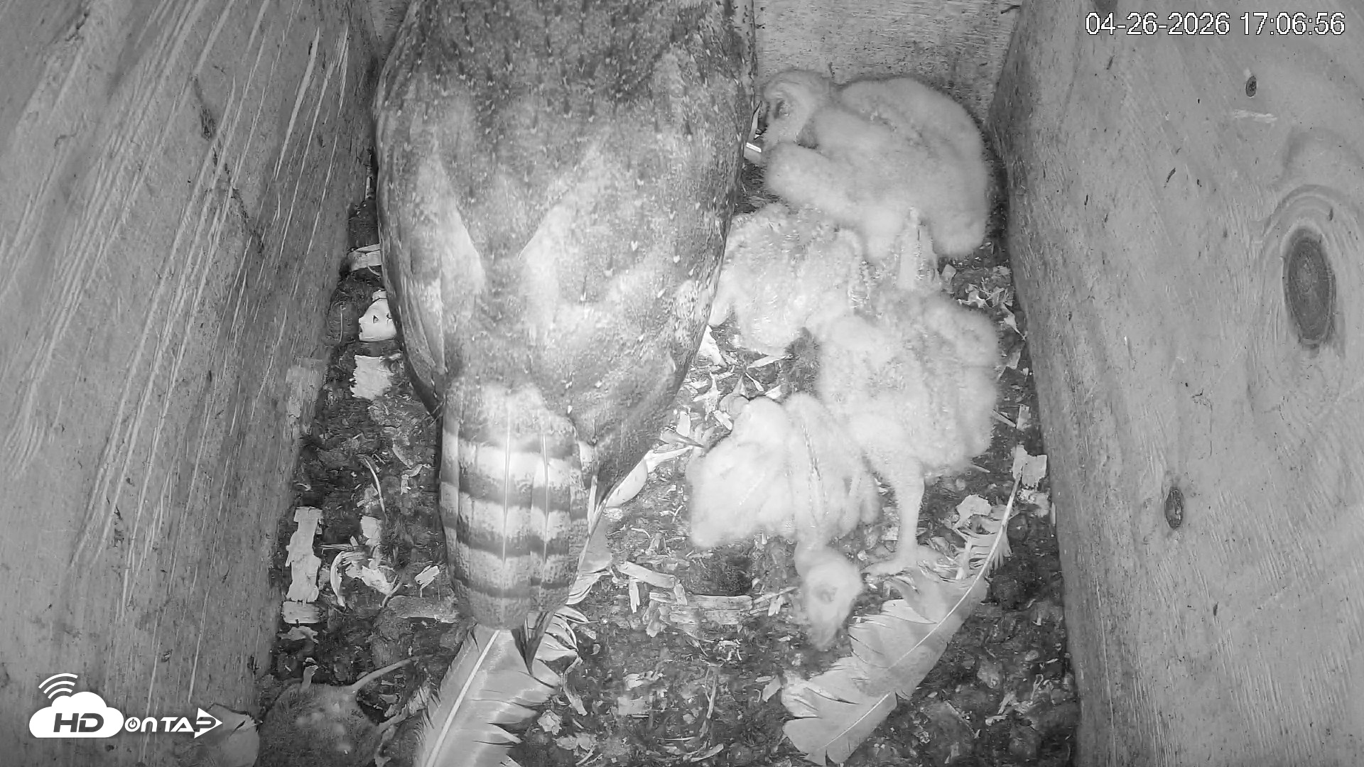 Snapshot of North Carolina Barn Owls Live Cam taken Apr 26, 2026, 5:08pm EDT