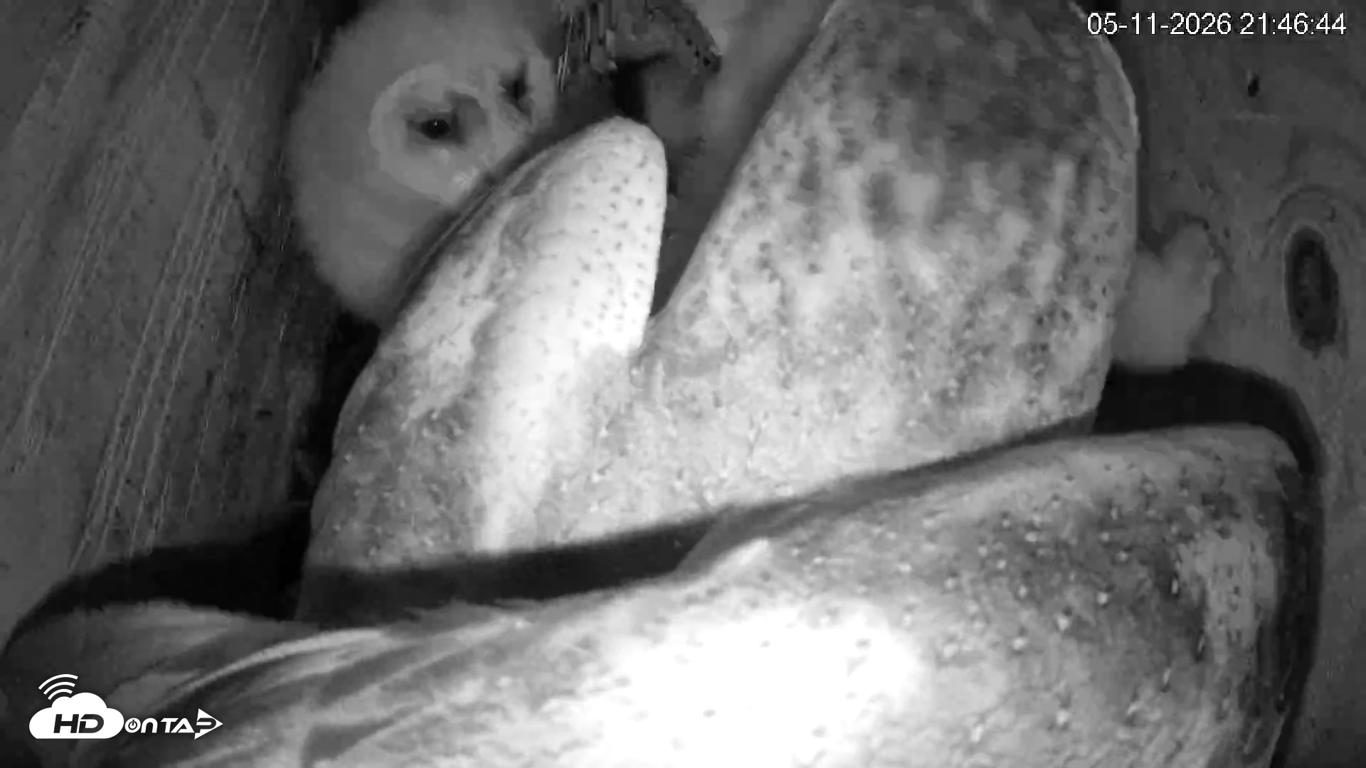 Snapshot of North Carolina Barn Owls Live Cam taken May 11, 2026, 9:47pm EDT