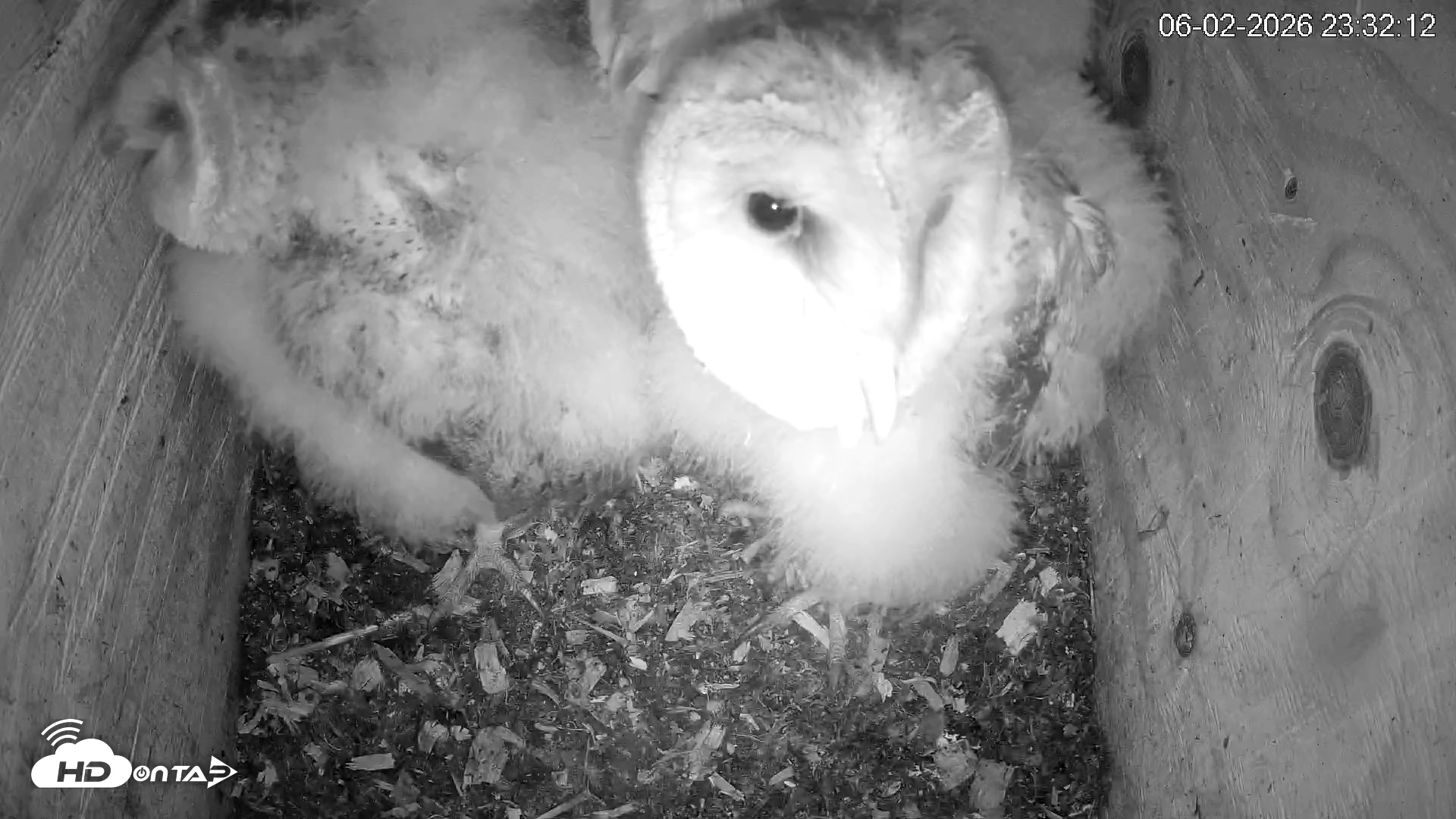 Snapshot of North Carolina Barn Owls Live Cam taken Jun 2, 2026, 11:32pm EDT