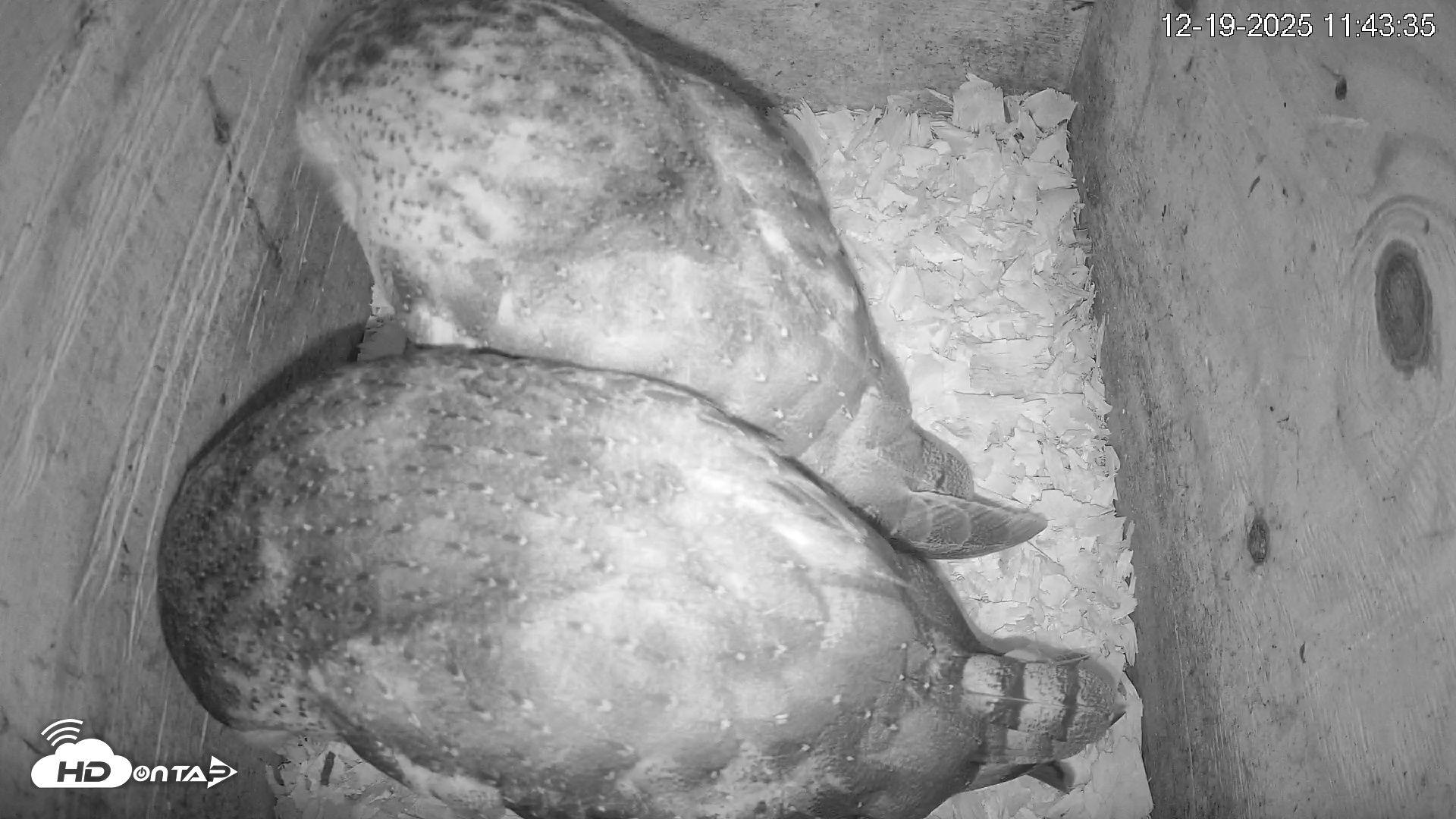 Snapshot of North Carolina Barn Owls Live Cam taken Dec 19, 2025, 11:44am EST