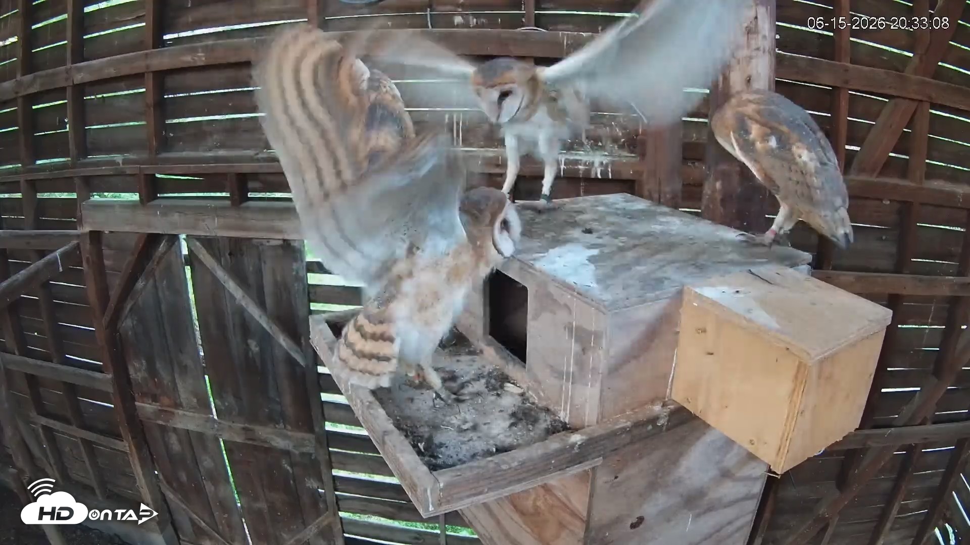 Snapshot of North Carolina Barn Owls Live Cam taken Jun 15, 2026, 8:36pm EDT