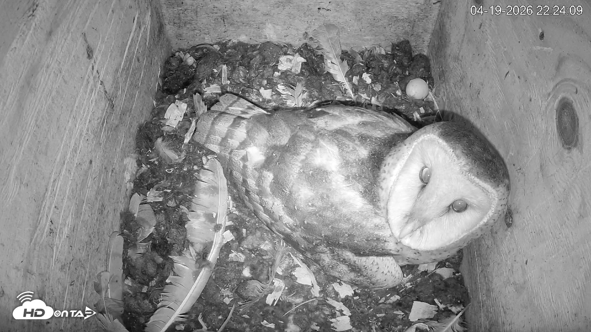 Snapshot of North Carolina Barn Owls Live Cam taken Apr 19, 2026, 10:24pm EDT