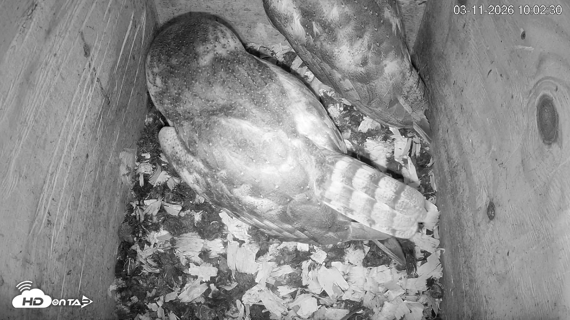 Snapshot of North Carolina Barn Owls Live Cam taken Mar 11, 2026, 10:03am EDT
