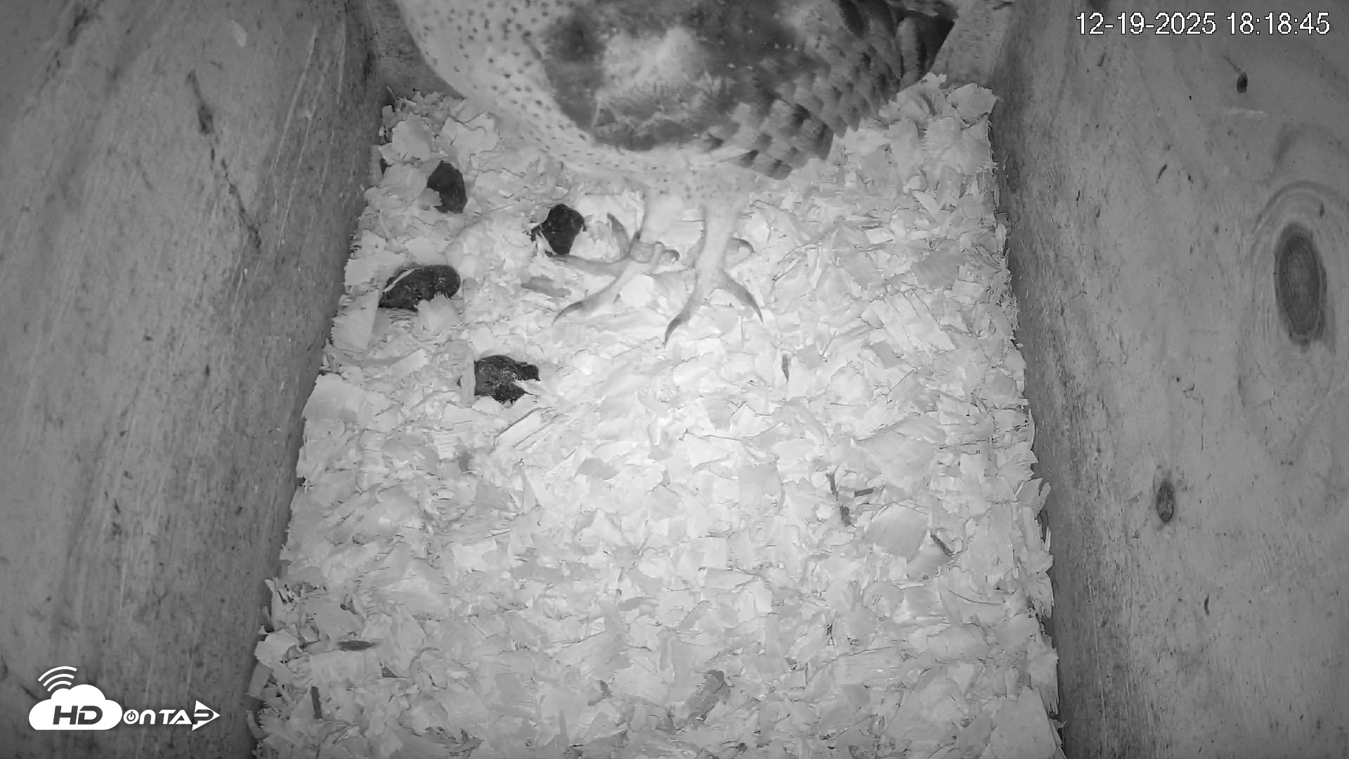 Snapshot of North Carolina Barn Owls Live Cam taken Dec 19, 2025, 6:19pm EST