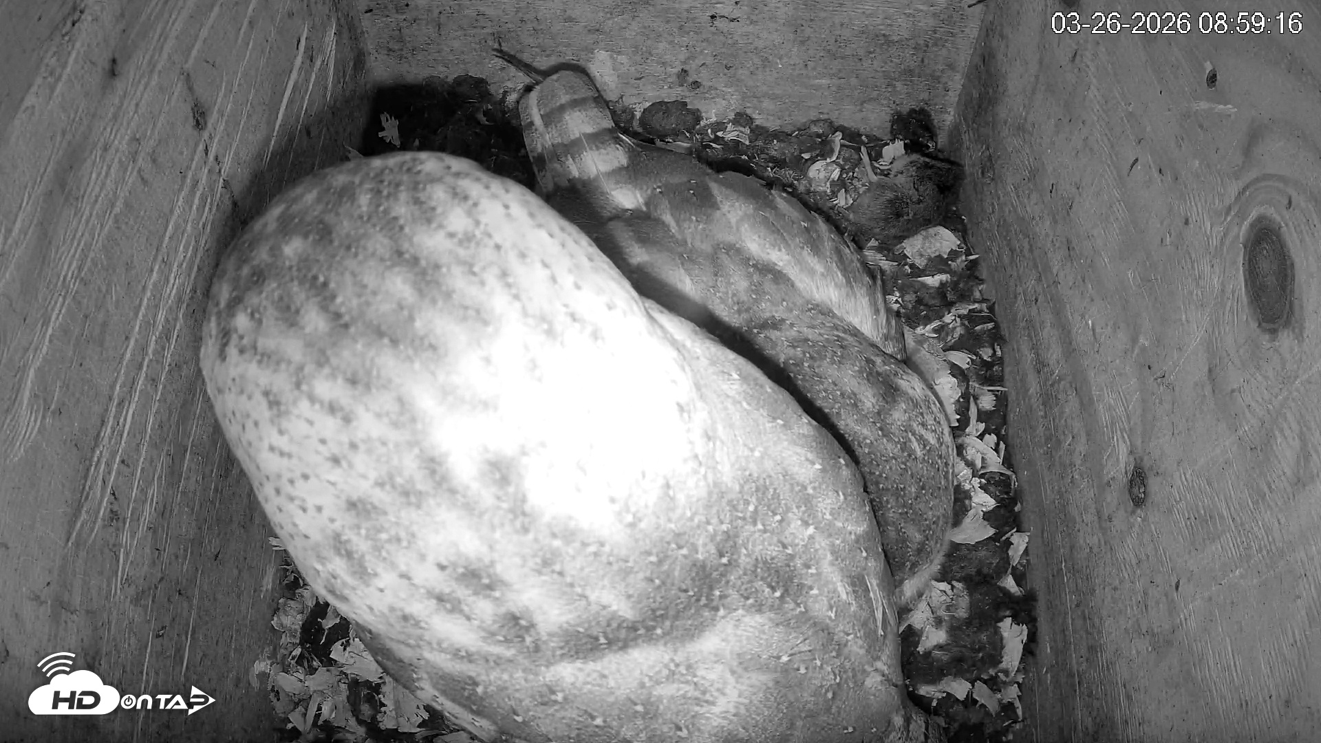 Snapshot of North Carolina Barn Owls Live Cam taken Mar 26, 2026, 8:59am EDT
