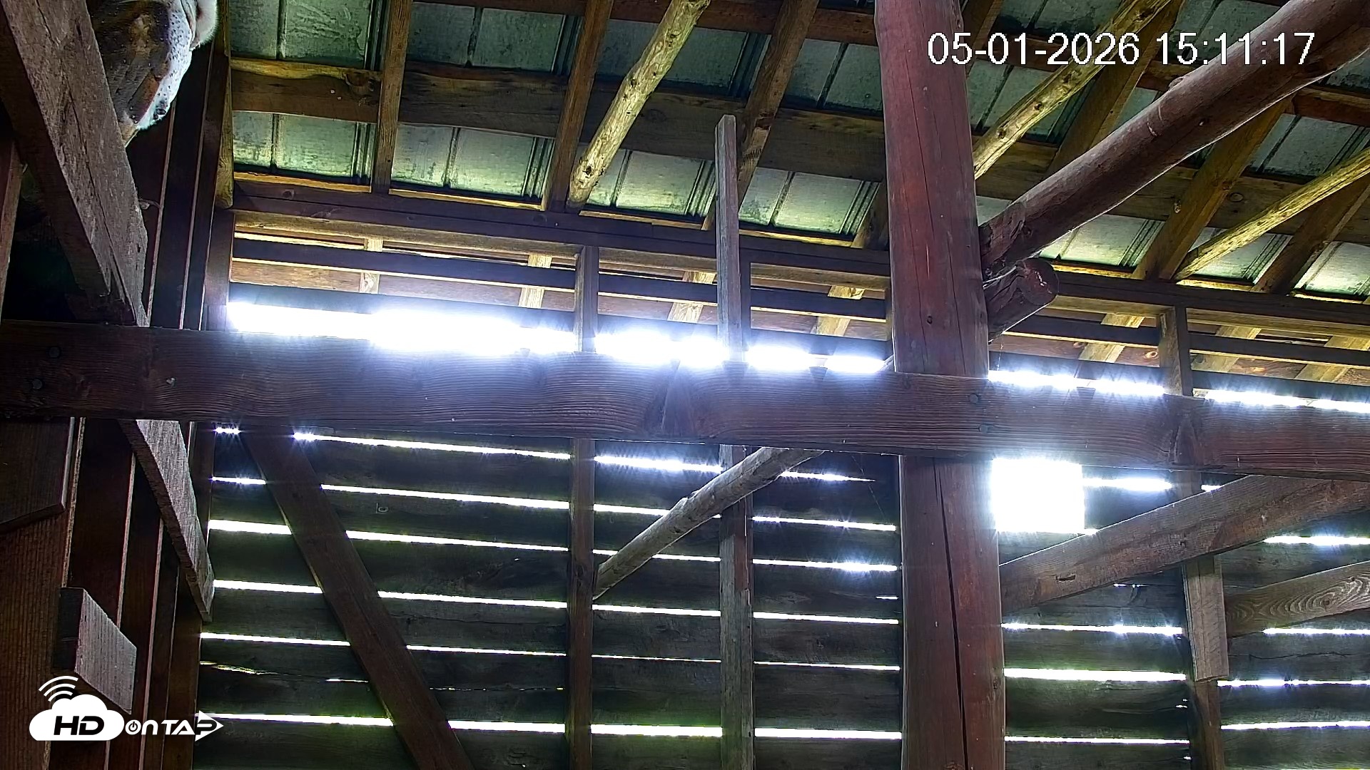 Snapshot of North Carolina Barn Owls Live Cam taken May 1, 2026, 3:12pm EDT