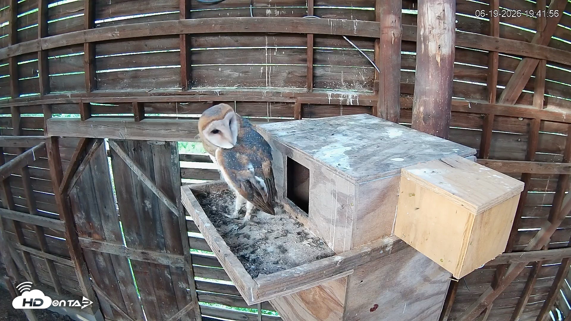 Snapshot of North Carolina Barn Owls Live Cam taken Jun 19, 2026, 7:42pm EDT