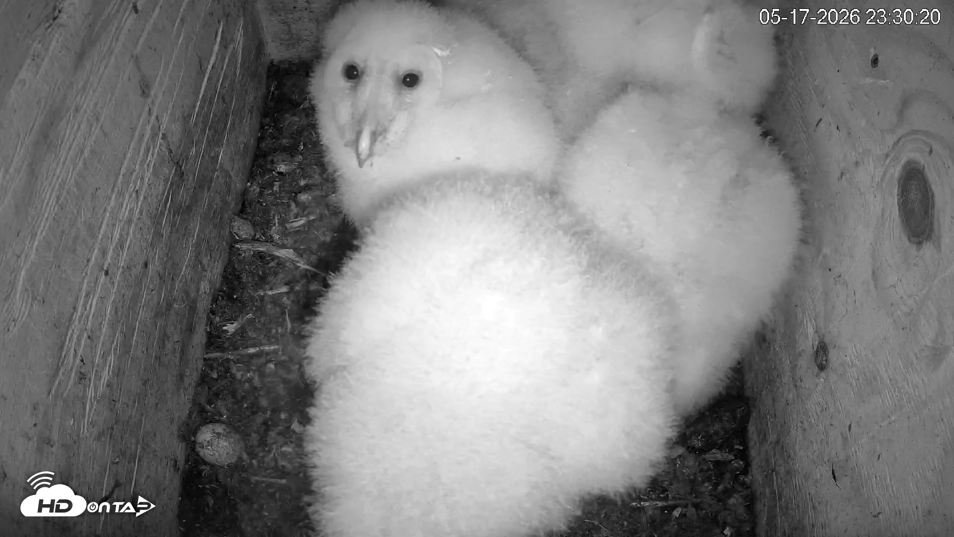 Snapshot of North Carolina Barn Owls Live Cam taken May 17, 2026, 11:30pm EDT