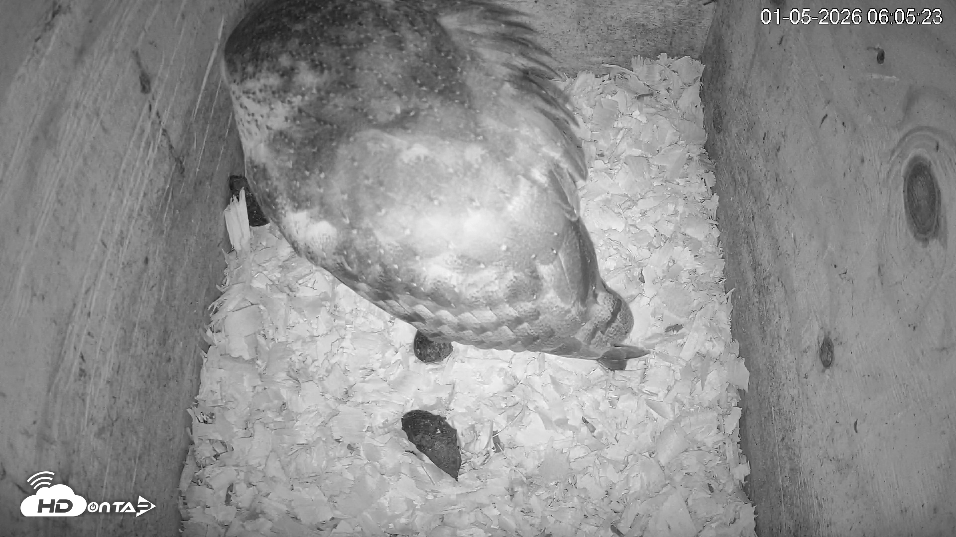 Snapshot of North Carolina Barn Owls Live Cam taken Jan 5, 2026, 6:06am EST