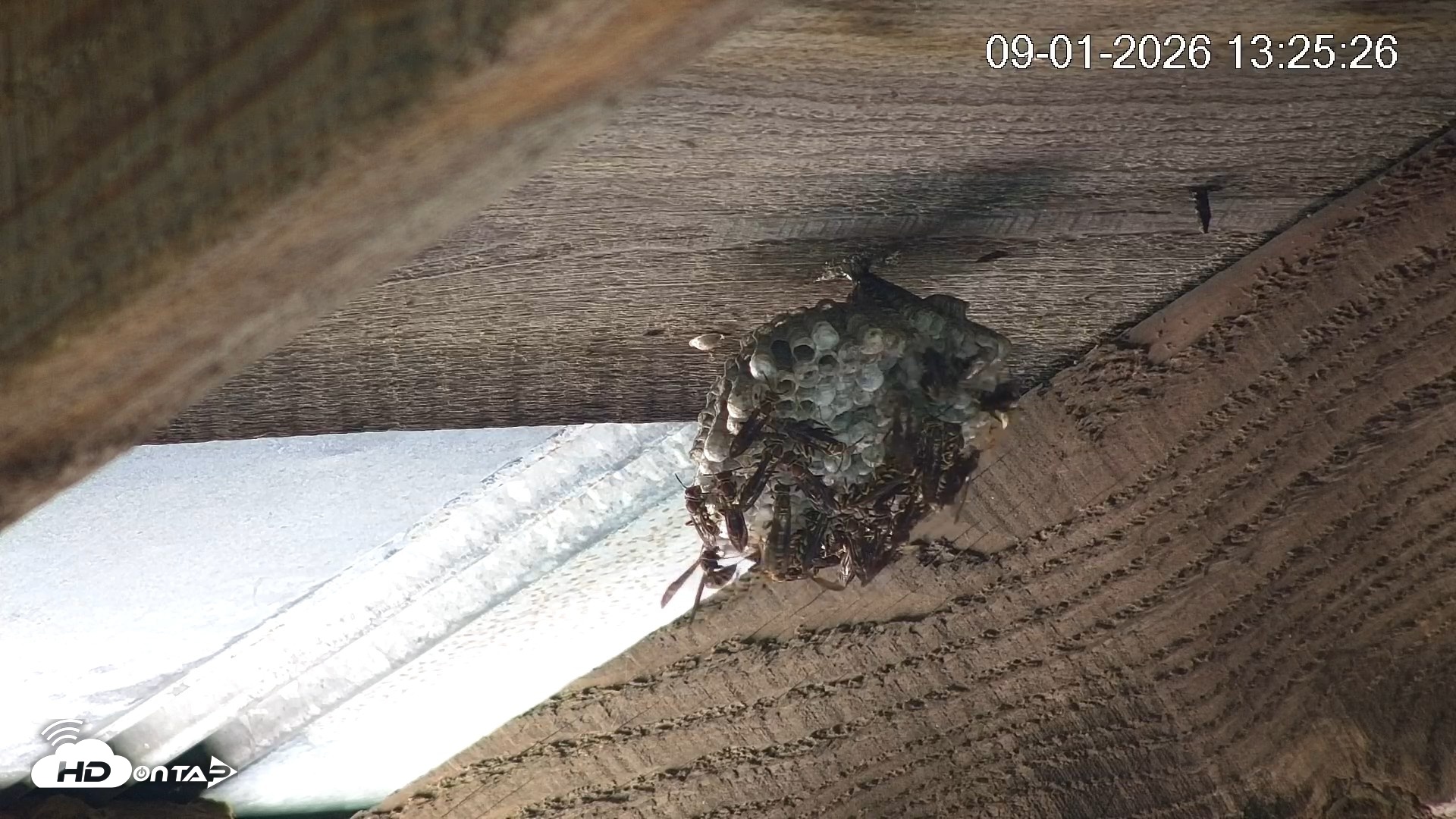 Snapshot of North Carolina Barn Owls Live Cam taken Sep 1, 2026, 1:26pm EDT