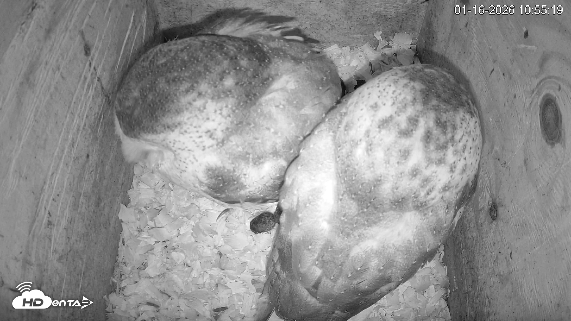 Snapshot of North Carolina Barn Owls Live Cam taken Jan 16, 2026, 10:56am EST