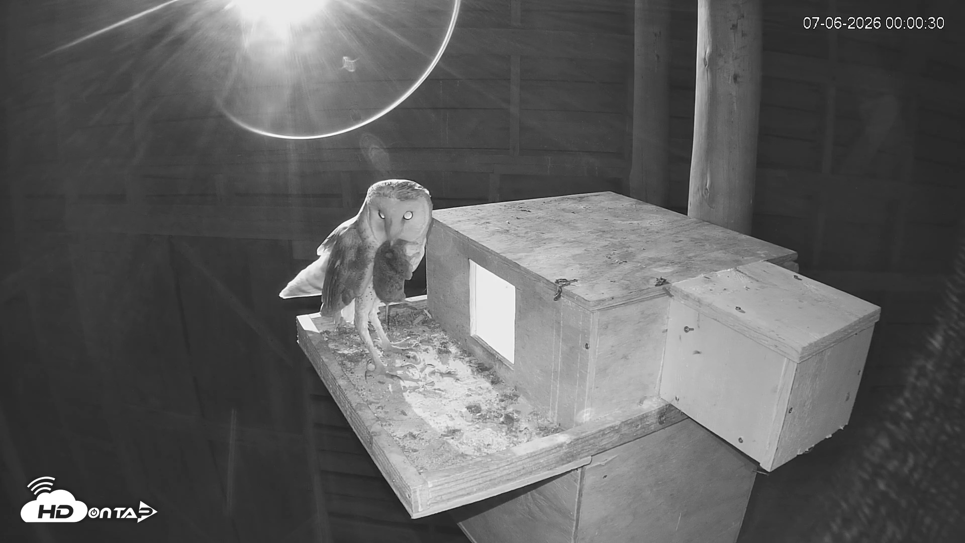 Snapshot of North Carolina Barn Owls Live Cam taken Jul 6, 2026, 12:01am EDT