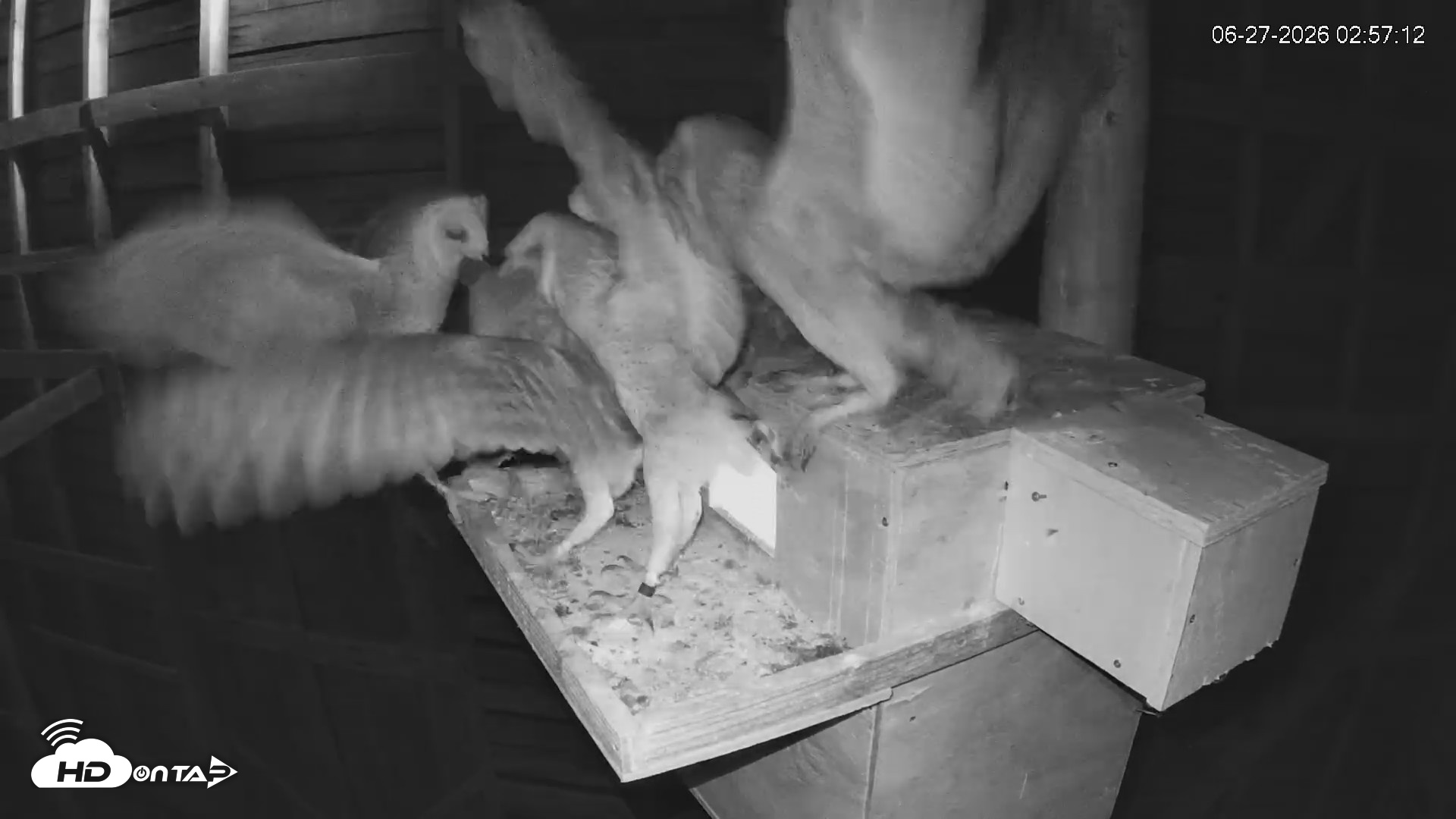 Snapshot of North Carolina Barn Owls Live Cam taken Jun 27, 2026, 3:00am EDT