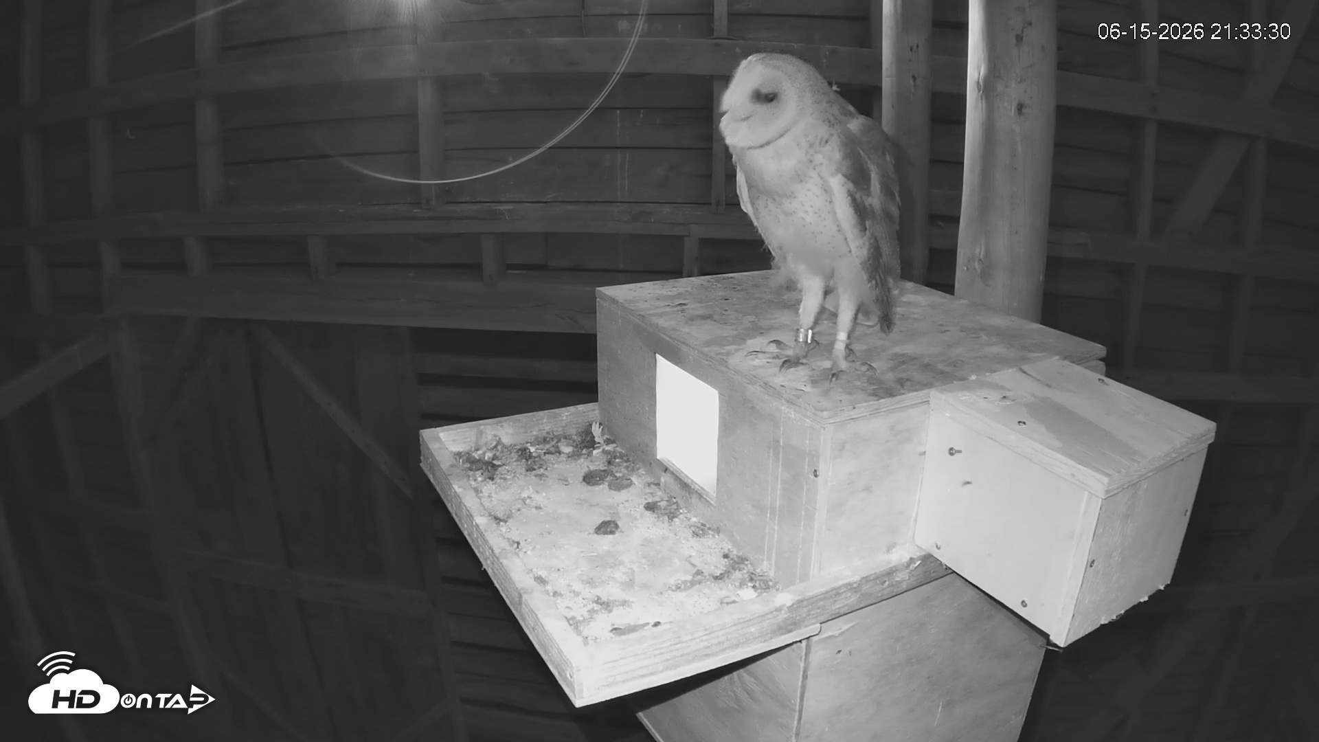 Snapshot of North Carolina Barn Owls Live Cam taken Jun 15, 2026, 9:34pm EDT