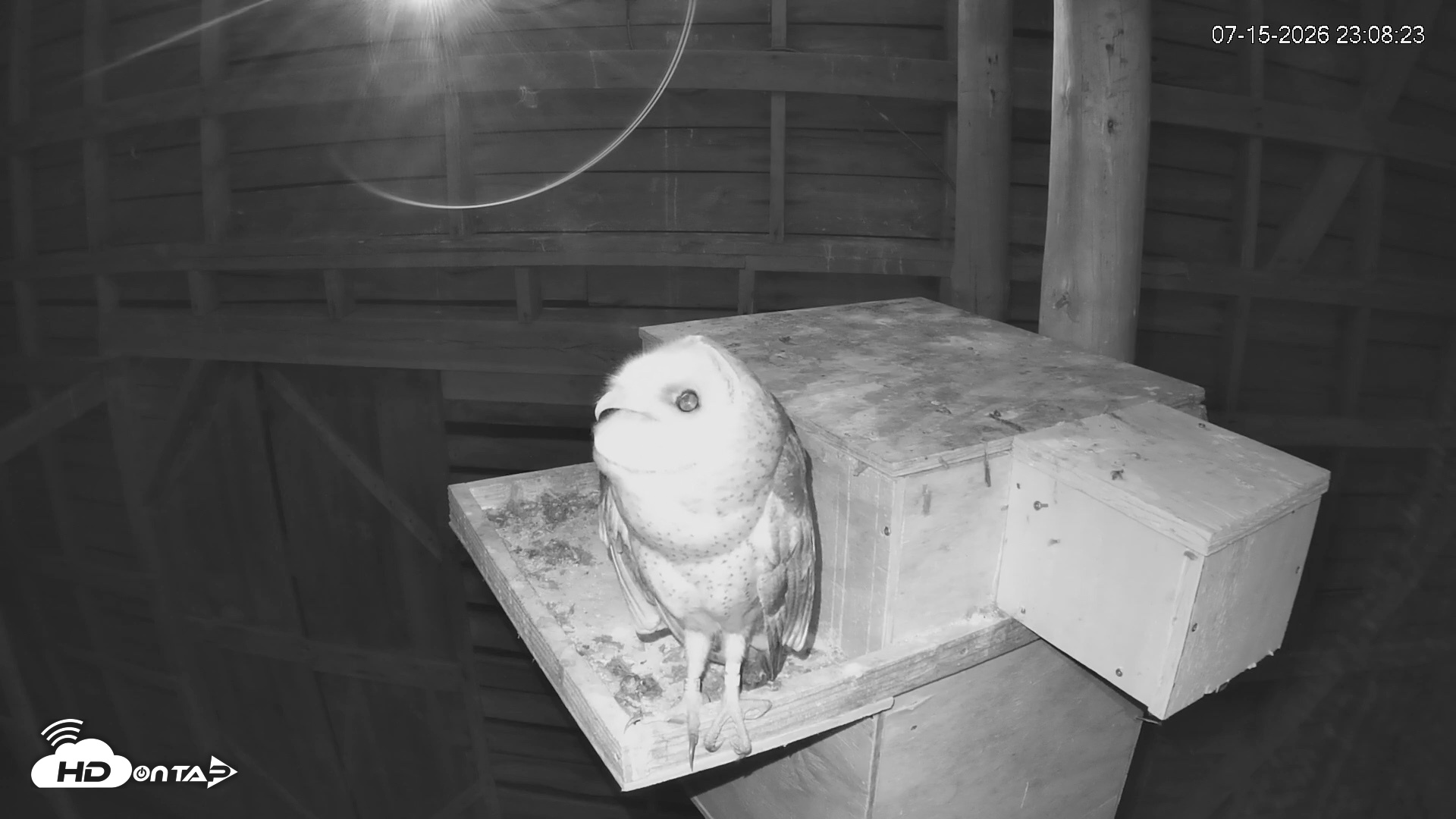 Snapshot of North Carolina Barn Owls Live Cam taken Jul 15, 2026, 11:08pm EDT