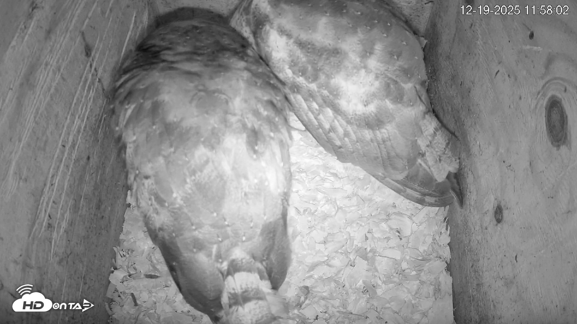 Snapshot of North Carolina Barn Owls Live Cam taken Dec 19, 2025, 11:58am EST