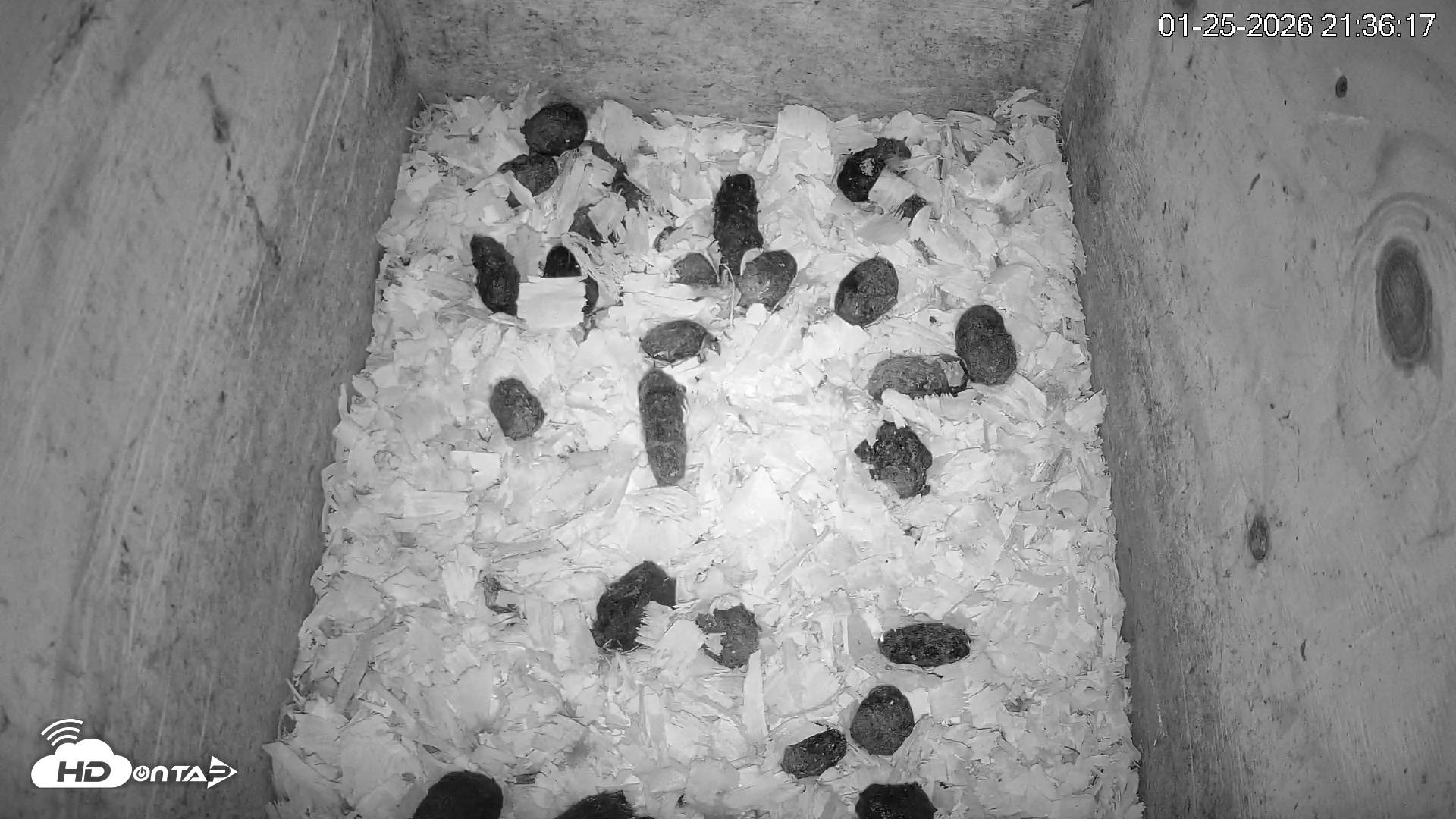 Snapshot of North Carolina Barn Owls Live Cam taken Jan 25, 2026, 9:36pm EST