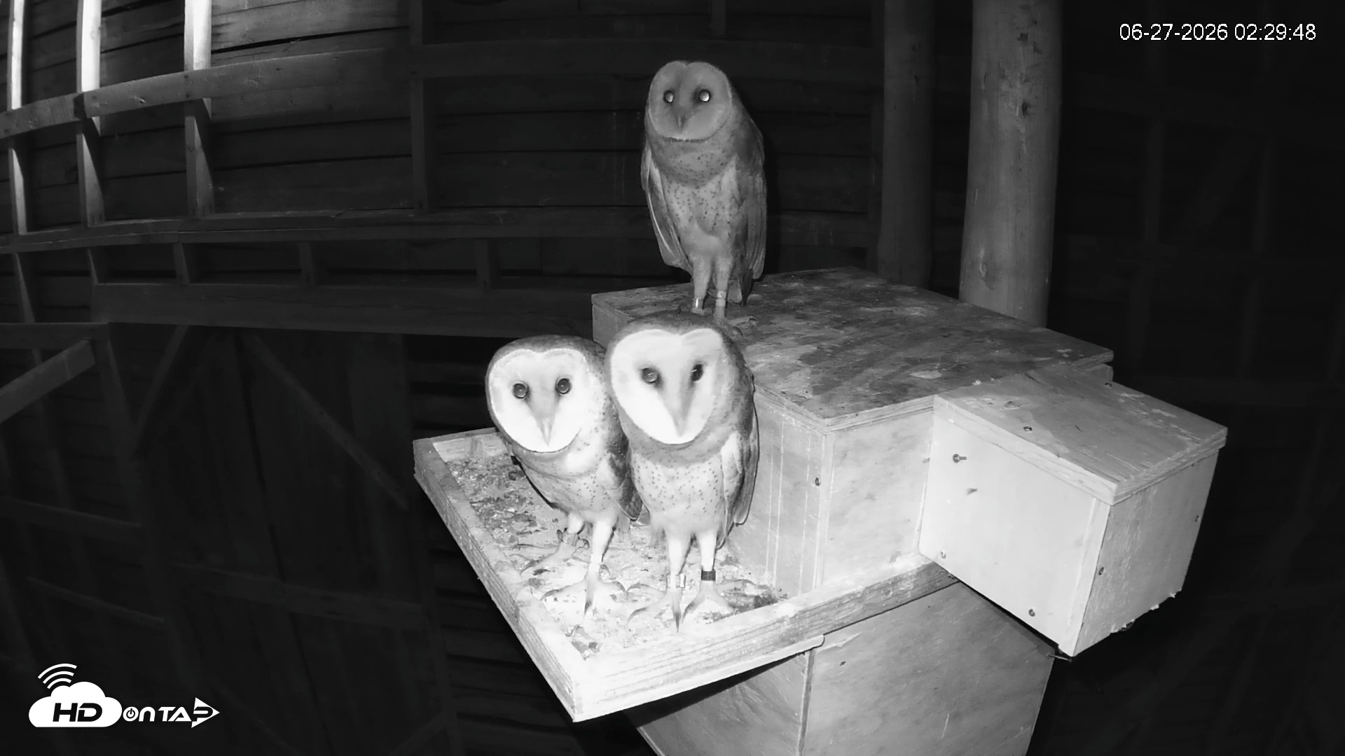 Snapshot of North Carolina Barn Owls Live Cam taken Jun 27, 2026, 2:30am EDT