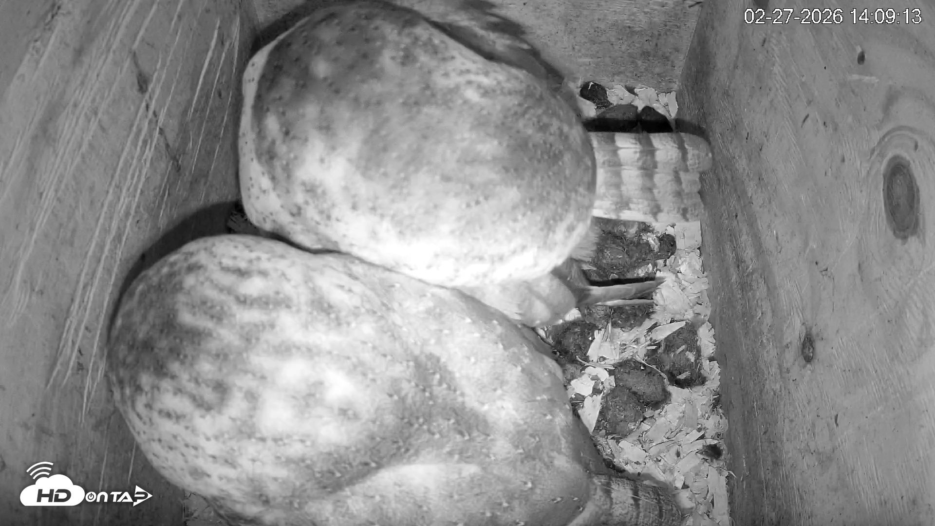 Snapshot of North Carolina Barn Owls Live Cam taken Feb 27, 2026, 2:09pm EST