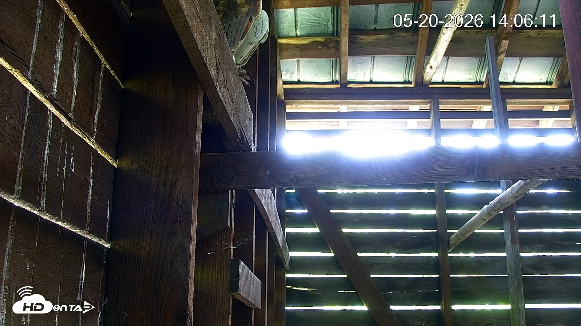 Snapshot of North Carolina Barn Owls Live Cam taken May 20, 2026, 2:07pm EDT