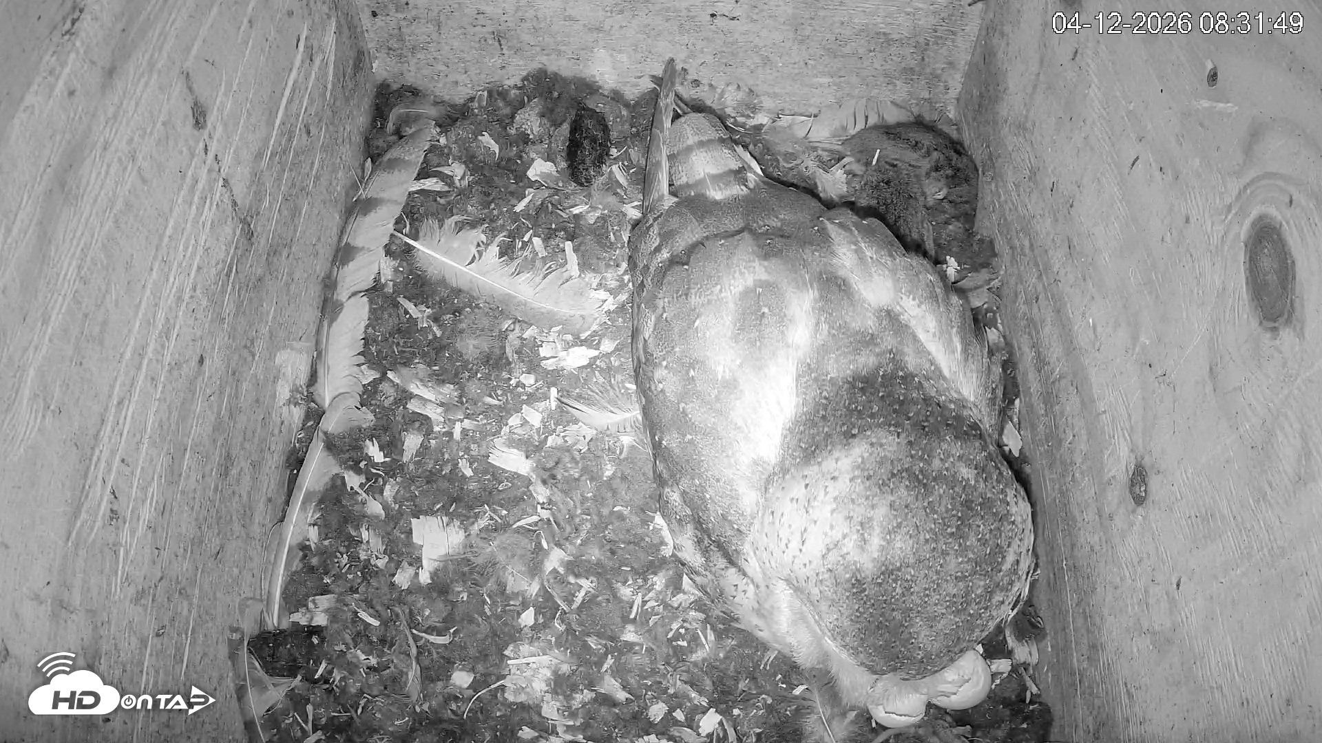 Snapshot of North Carolina Barn Owls Live Cam taken Apr 12, 2026, 8:32am EDT