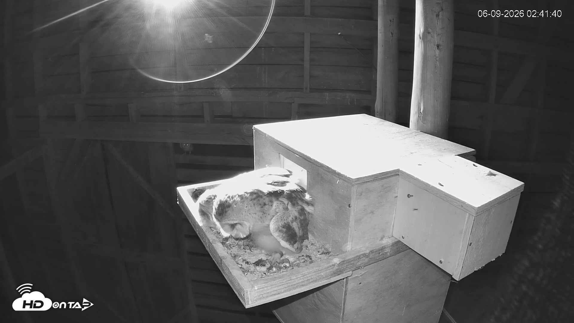Snapshot of North Carolina Barn Owls Live Cam taken Jun 9, 2026, 2:42am EDT