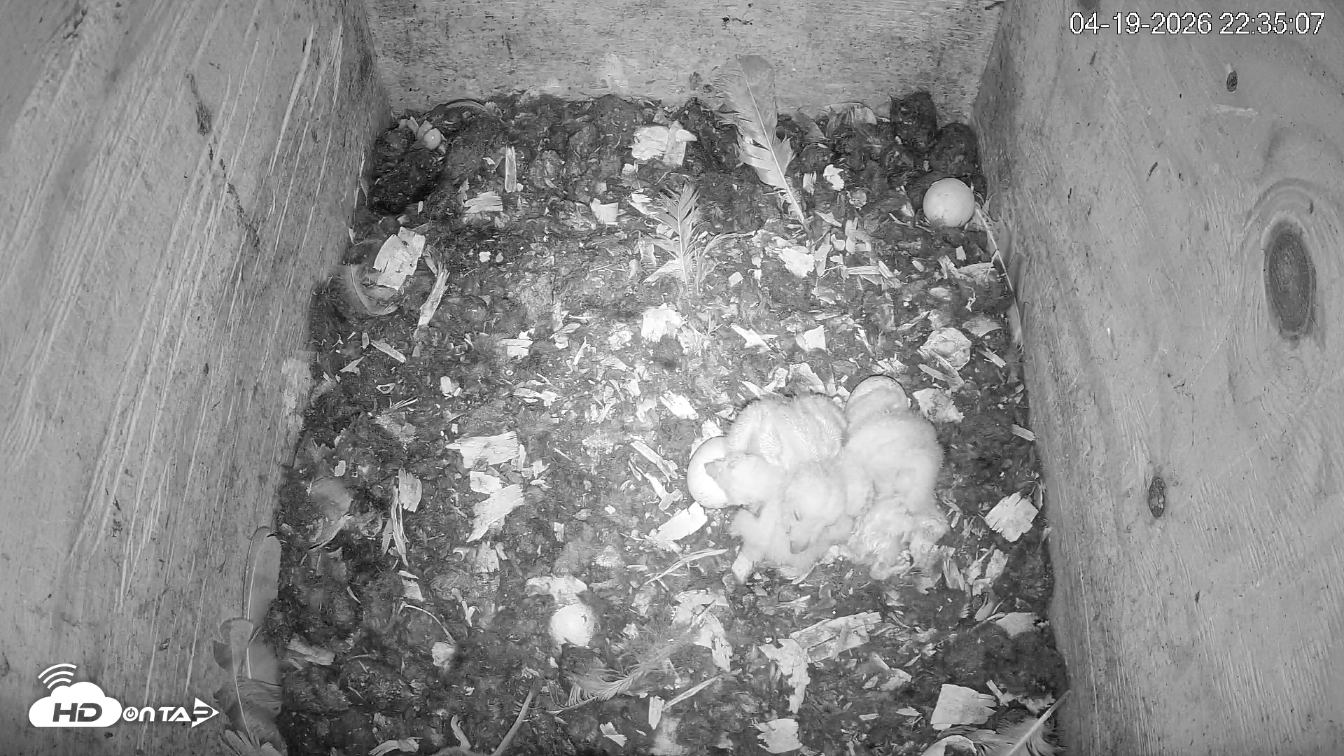 Snapshot of North Carolina Barn Owls Live Cam taken Apr 19, 2026, 10:35pm EDT
