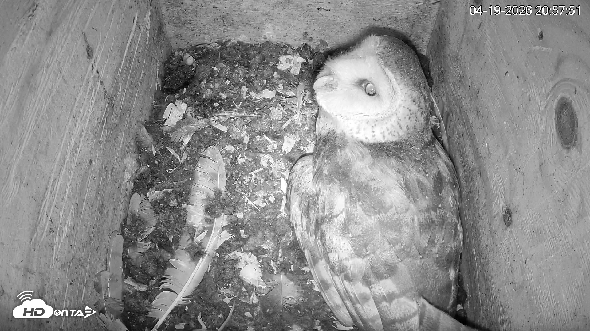 Snapshot of North Carolina Barn Owls Live Cam taken Apr 19, 2026, 9:00pm EDT
