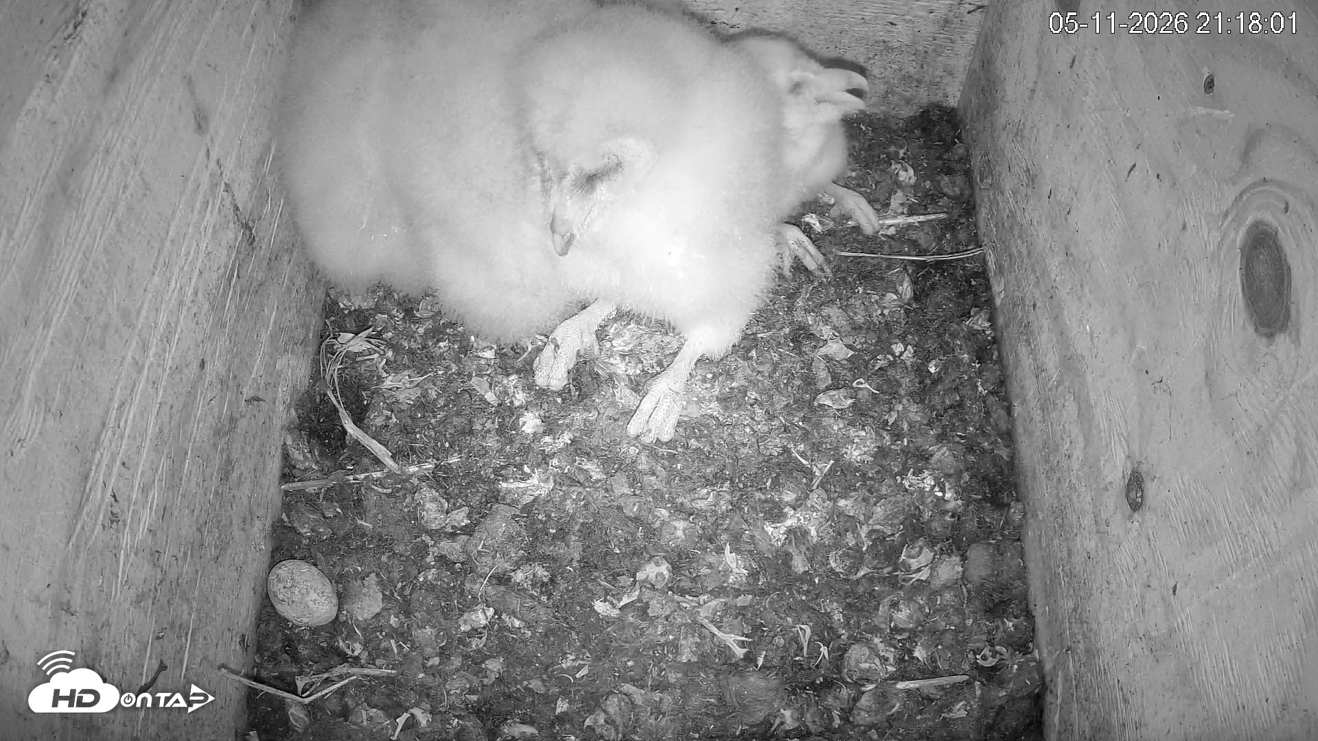 Snapshot of North Carolina Barn Owls Live Cam taken May 11, 2026, 9:19pm EDT