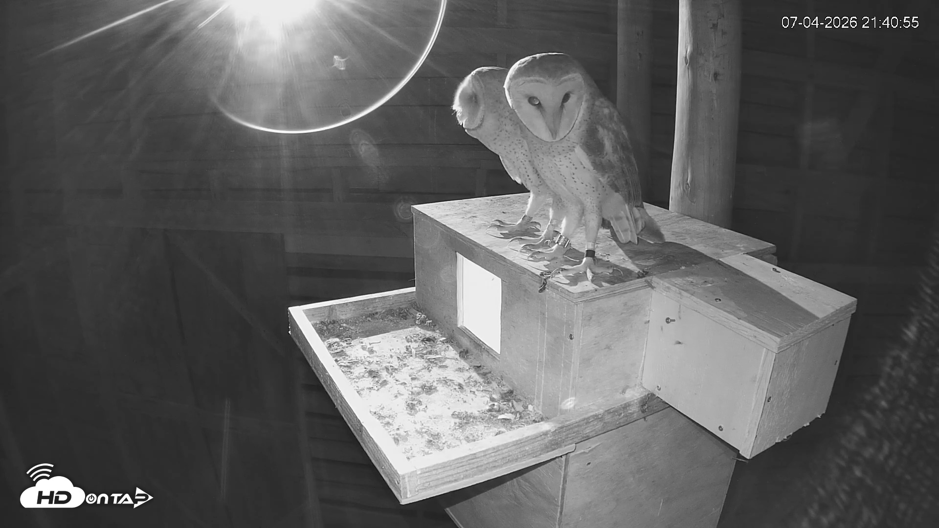 Snapshot of North Carolina Barn Owls Live Cam taken Jul 4, 2026, 9:41pm EDT