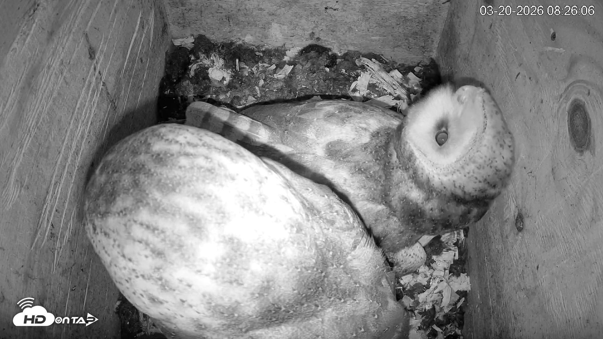 Snapshot of North Carolina Barn Owls Live Cam taken Mar 20, 2026, 8:26am EDT