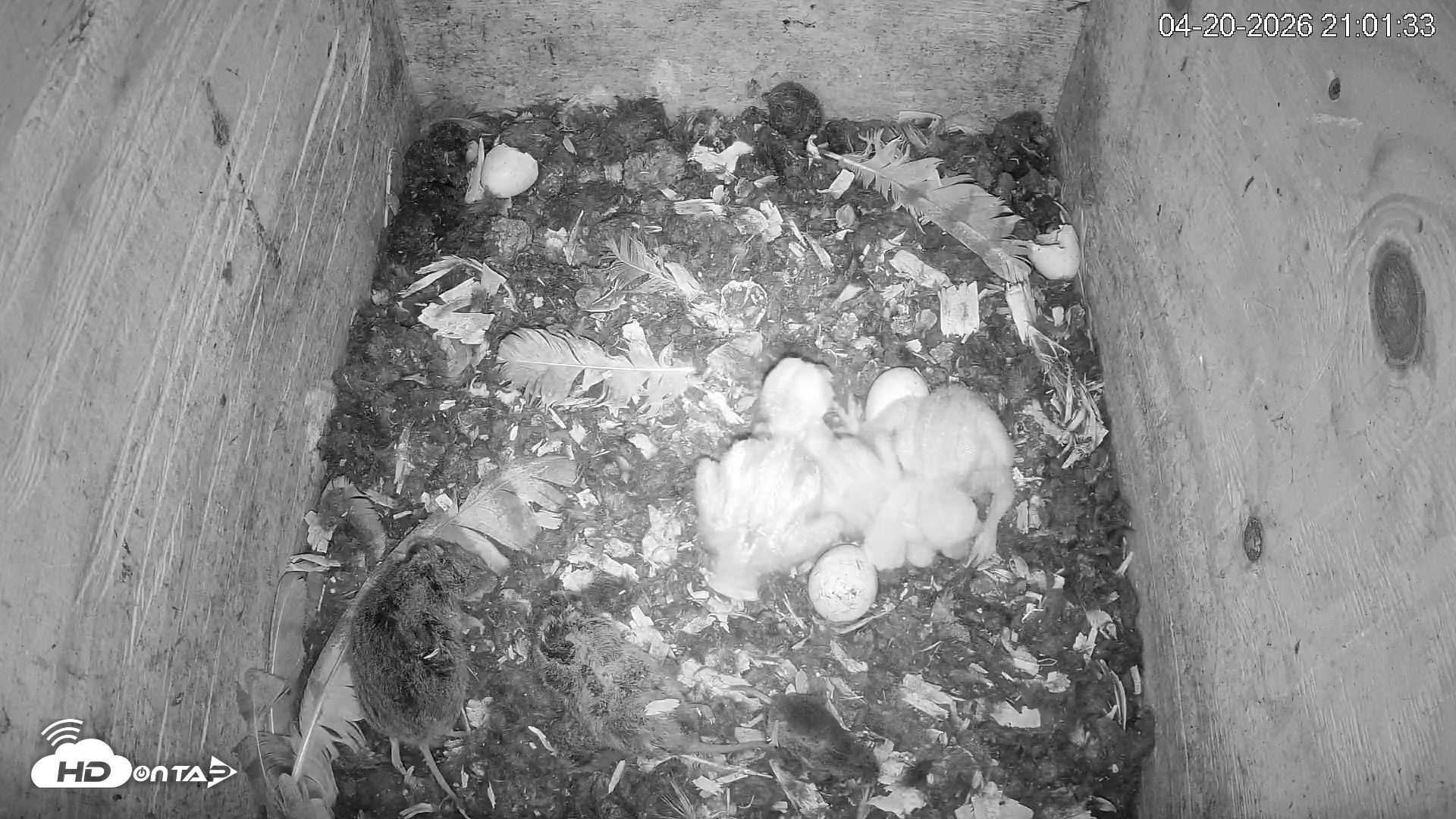 Snapshot of North Carolina Barn Owls Live Cam taken Apr 20, 2026, 9:02pm EDT