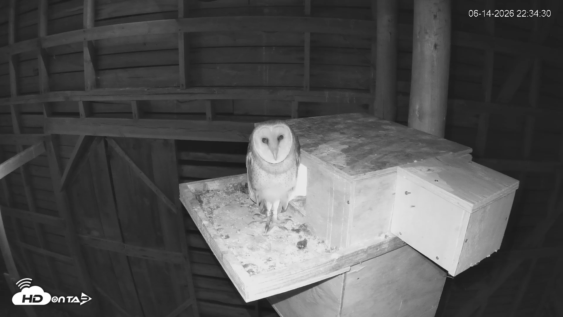 Snapshot of North Carolina Barn Owls Live Cam taken Jun 14, 2026, 10:45pm EDT