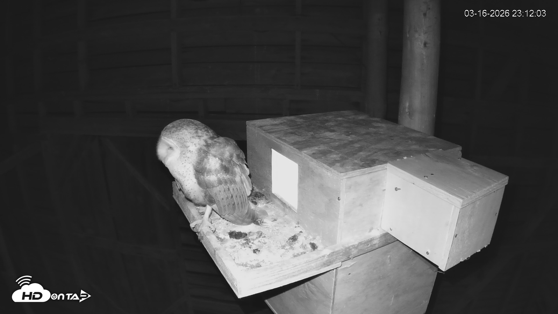 Snapshot of North Carolina Barn Owls Live Cam taken Mar 16, 2026, 11:12pm EDT