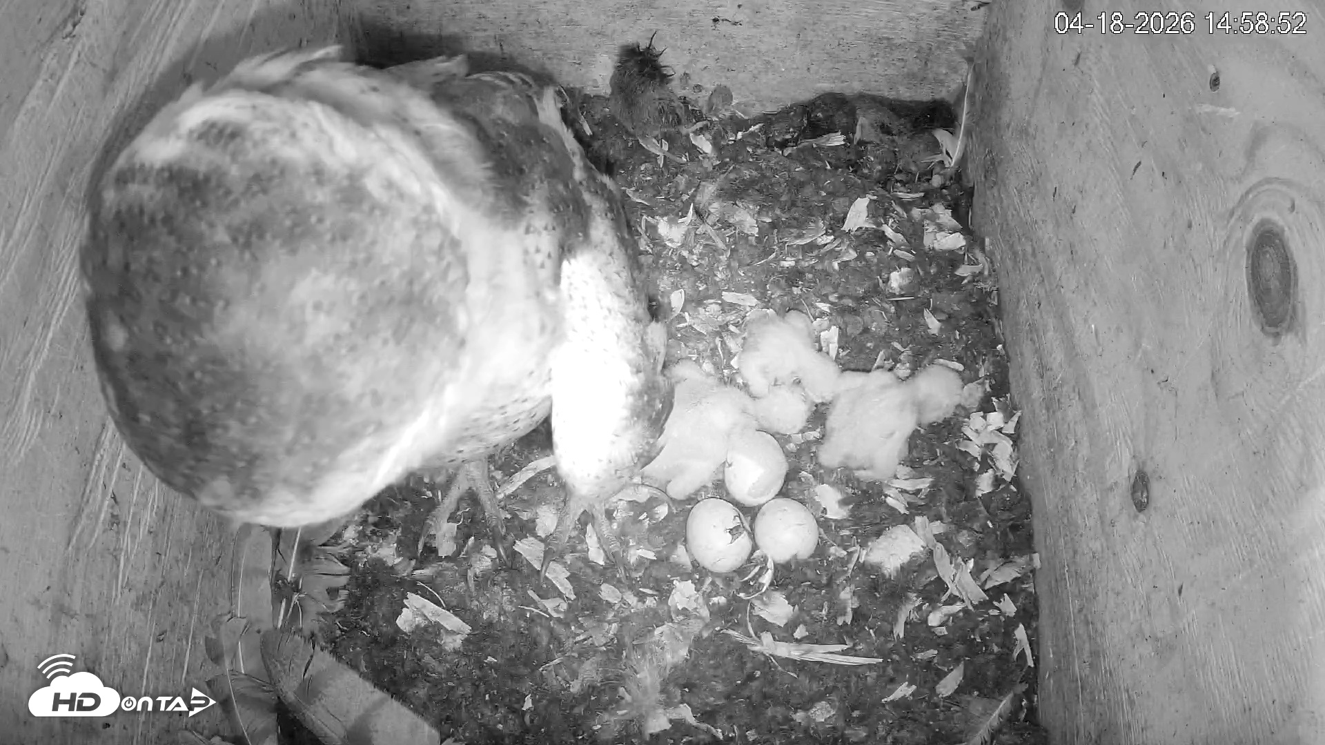 Snapshot of North Carolina Barn Owls Live Cam taken Apr 18, 2026, 2:59pm EDT