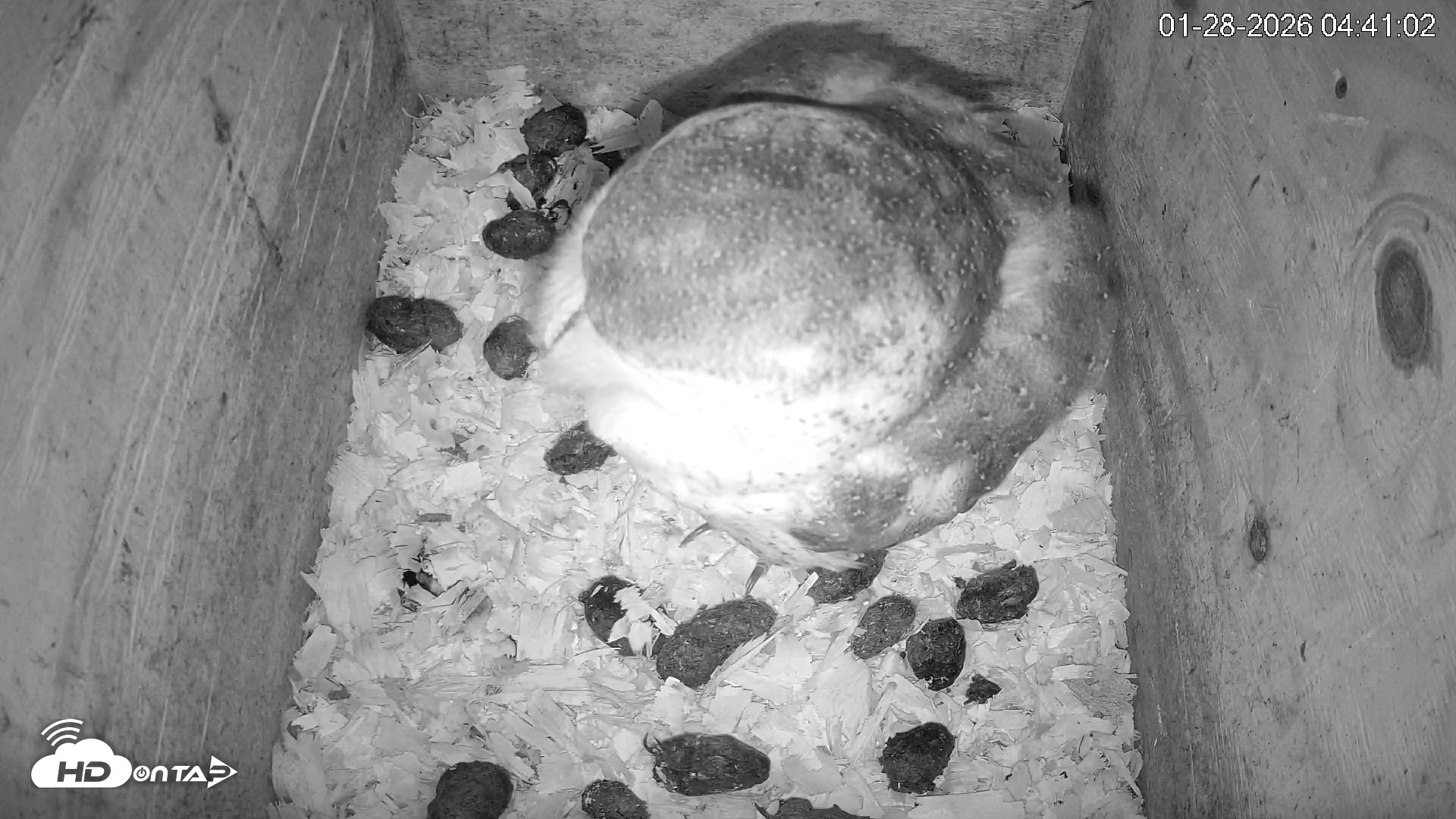 Snapshot of North Carolina Barn Owls Live Cam taken Jan 28, 2026, 4:41am EST