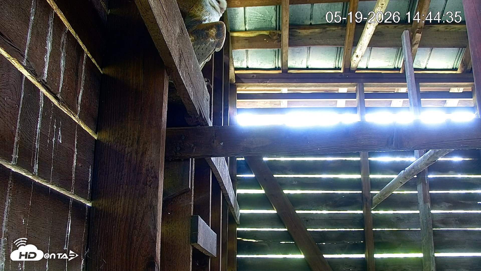 Snapshot of North Carolina Barn Owls Live Cam taken May 19, 2026, 2:45pm EDT