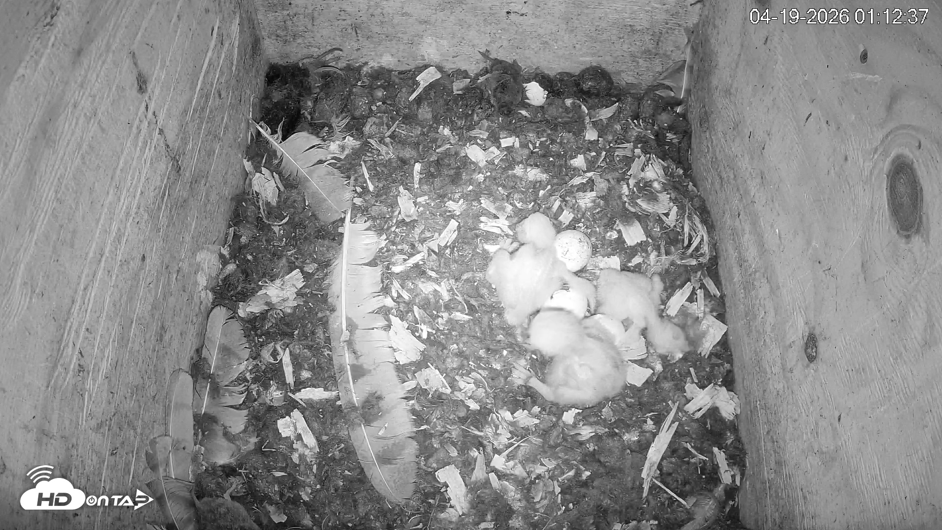 Snapshot of North Carolina Barn Owls Live Cam taken Apr 19, 2026, 1:13am EDT